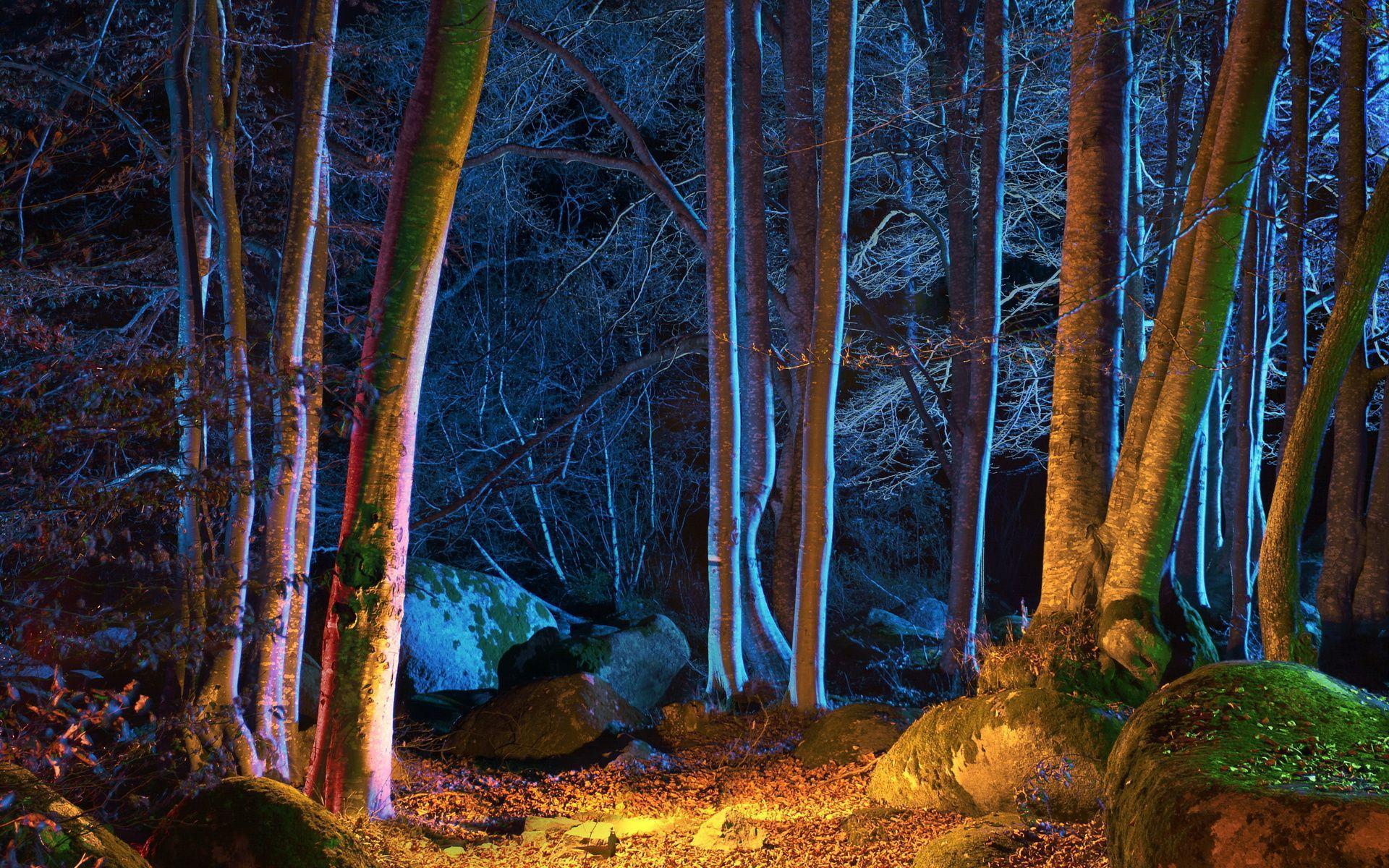 Night Forest Wallpapers - Wallpaper Cave