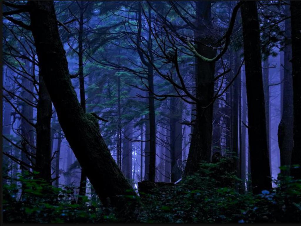 Forest At Night