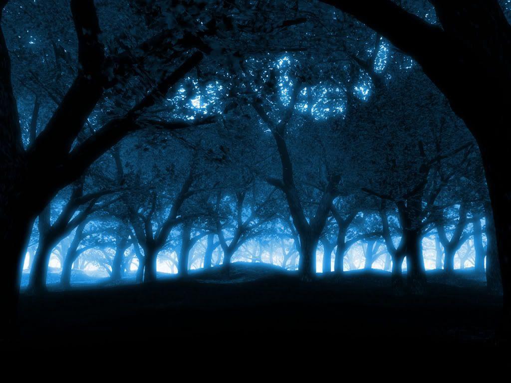 Background For Night Forest Background