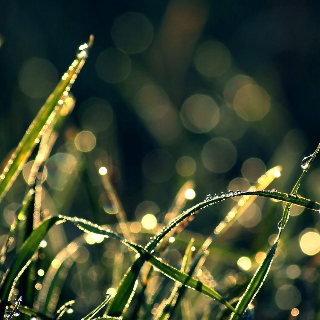 Morning Dew Wallpapers - Wallpaper Cave