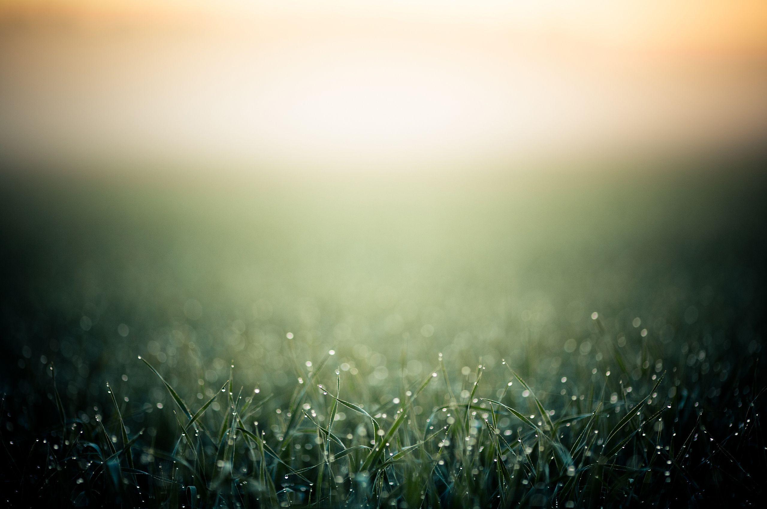 Spring morning with dew wallpaper and image