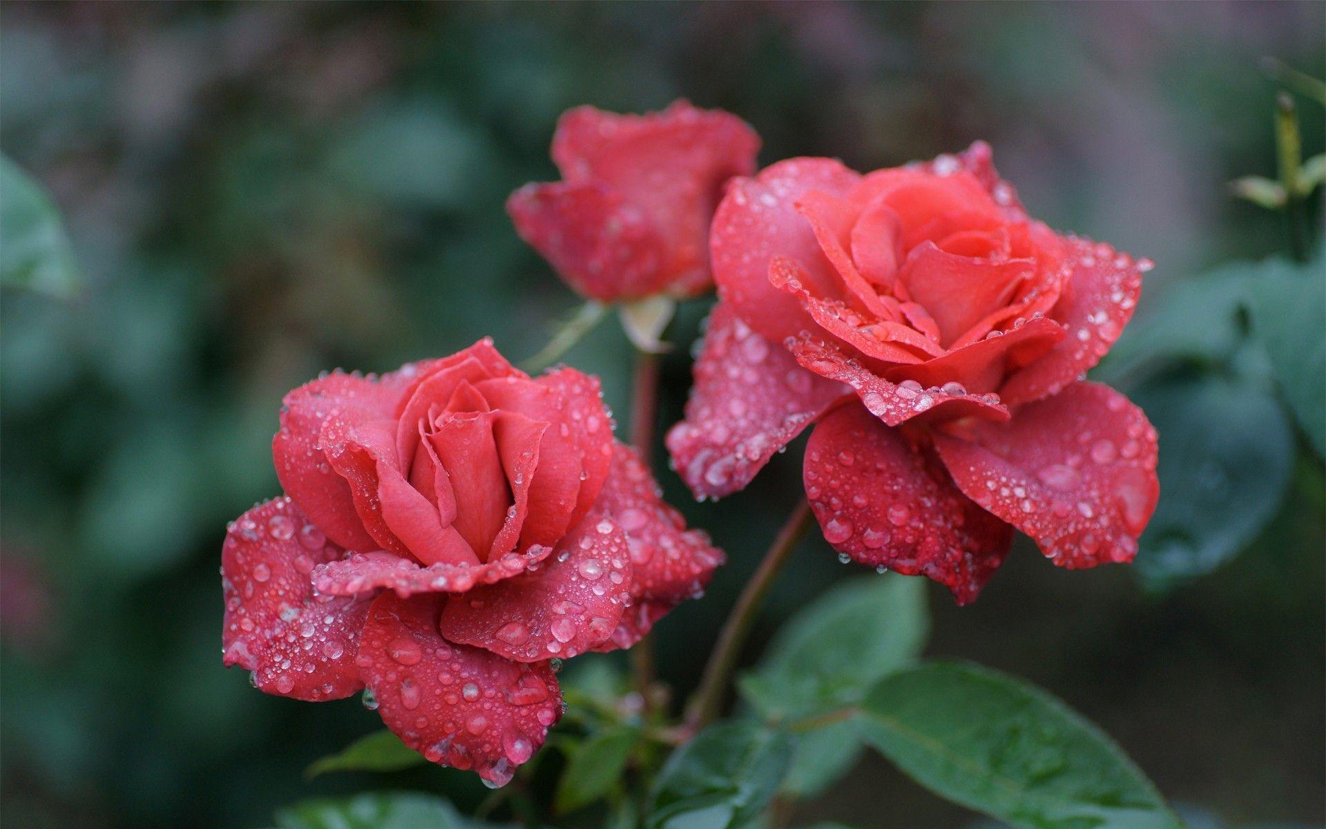 Rose in the morning dew wallpaper and image