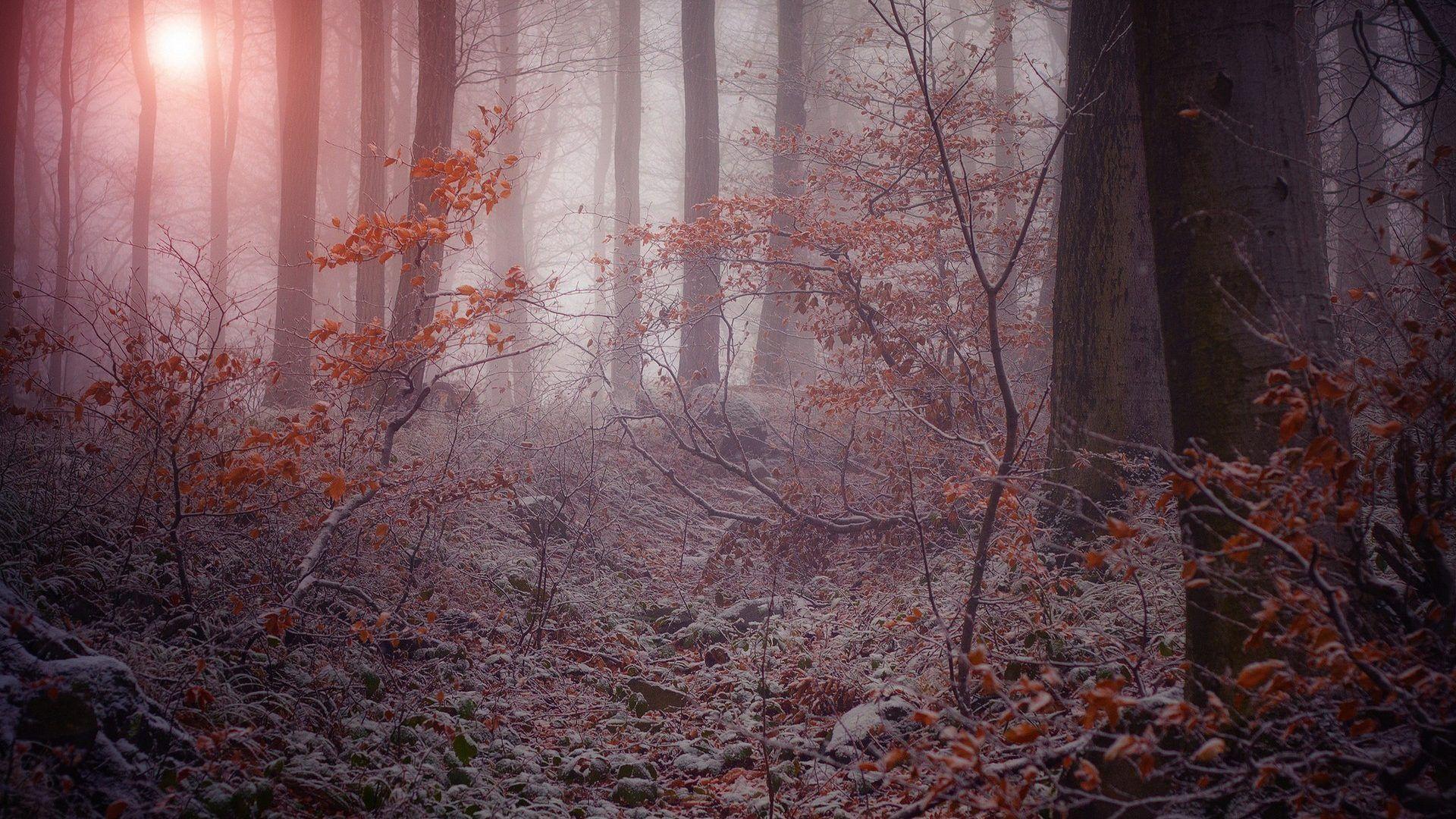 Trees: Fog Seasons Mist Morning Dew Landscapes Autumn Forest