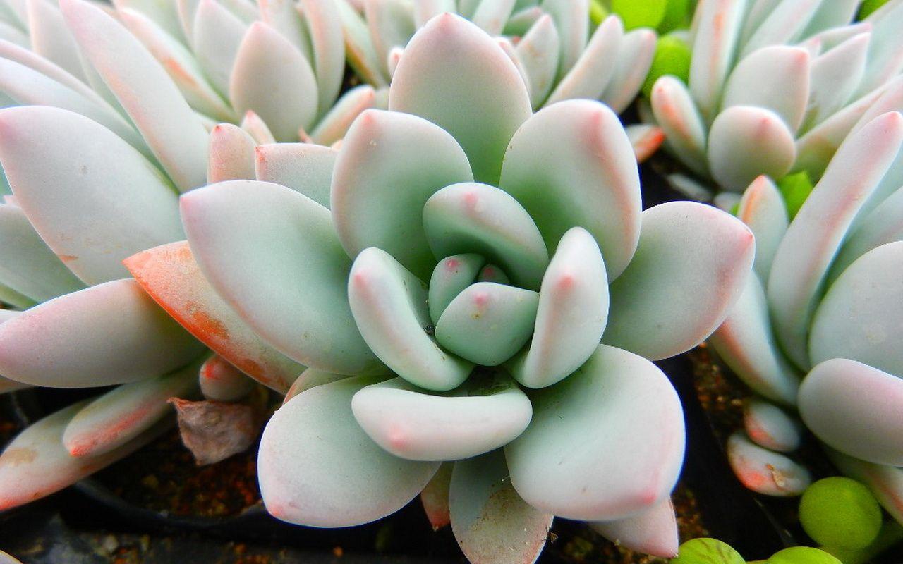 Succulent Wallpaper and Picture Collection