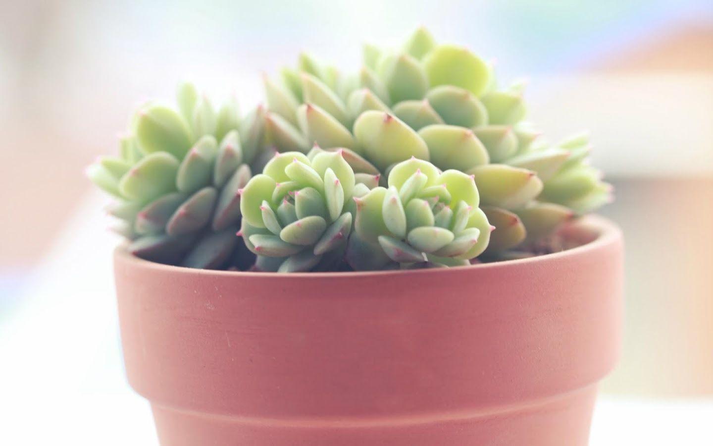 Succulent plants Wallpaper Apps on Google Play