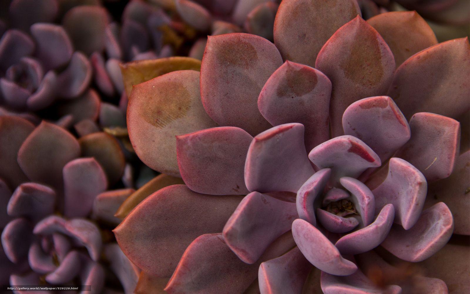 Download wallpaper leaves, succulent, plant, cactus free desktop
