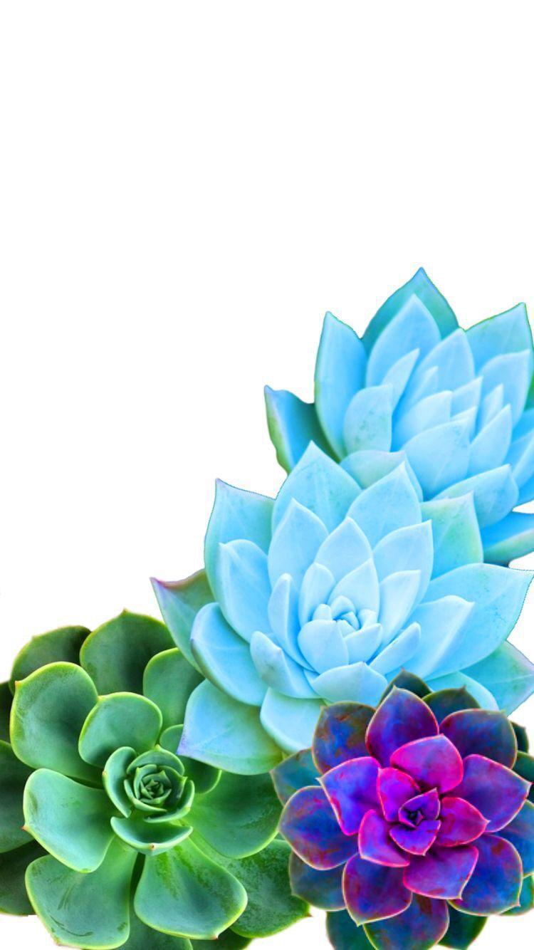 Succulents Wallpapers - Wallpaper Cave