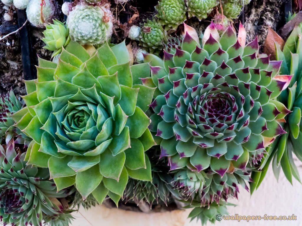 Succulent Flowers And Plants Wallpaper