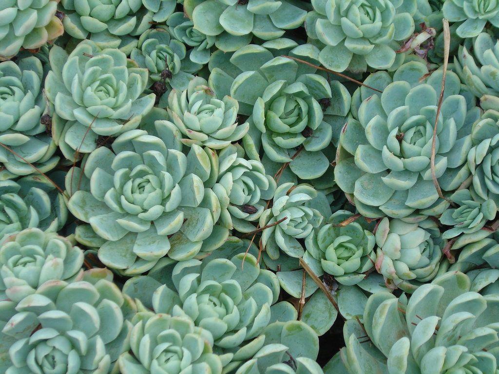 Succulents. Florals. Flowers, Cacti and Yard ideas