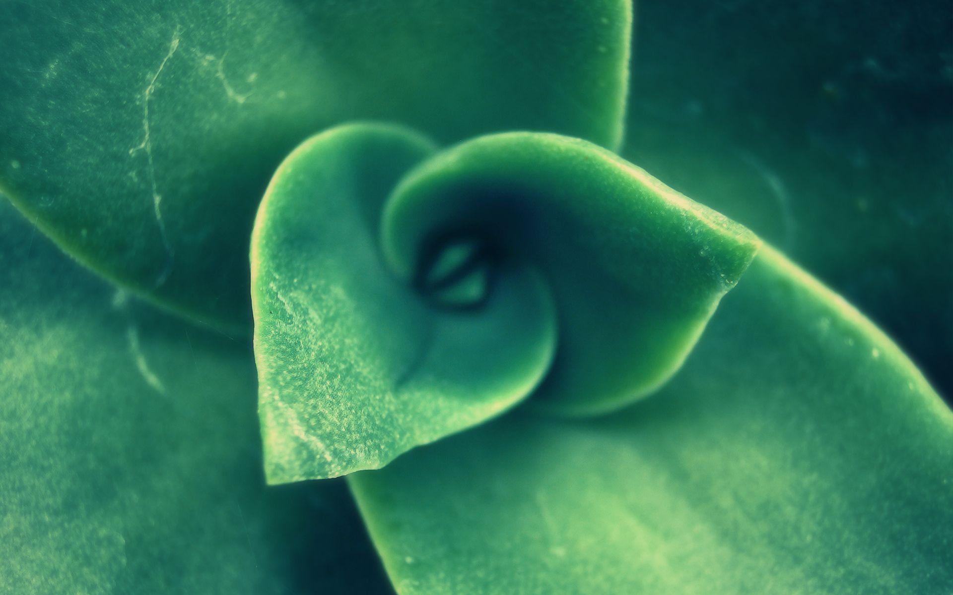 Succulent Close Up