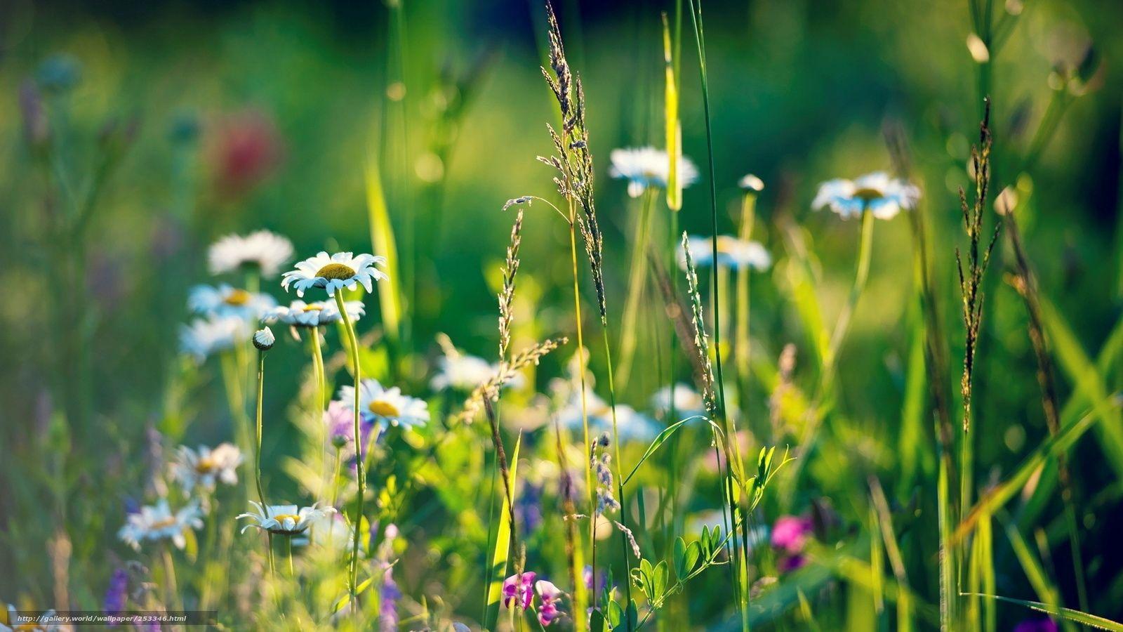 Download wallpaper Flowers, nature, field, Herbs free desktop