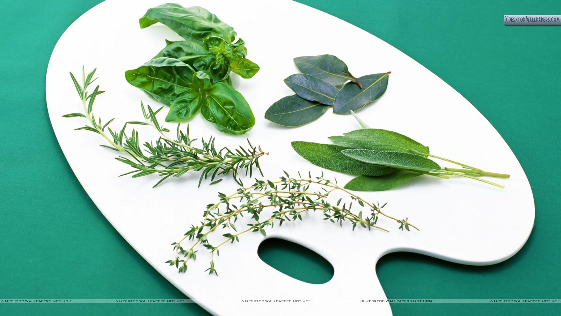 Buy Leaves and Herbs Wallpaper Self Adhesive Wallpaper Online in India   Etsy