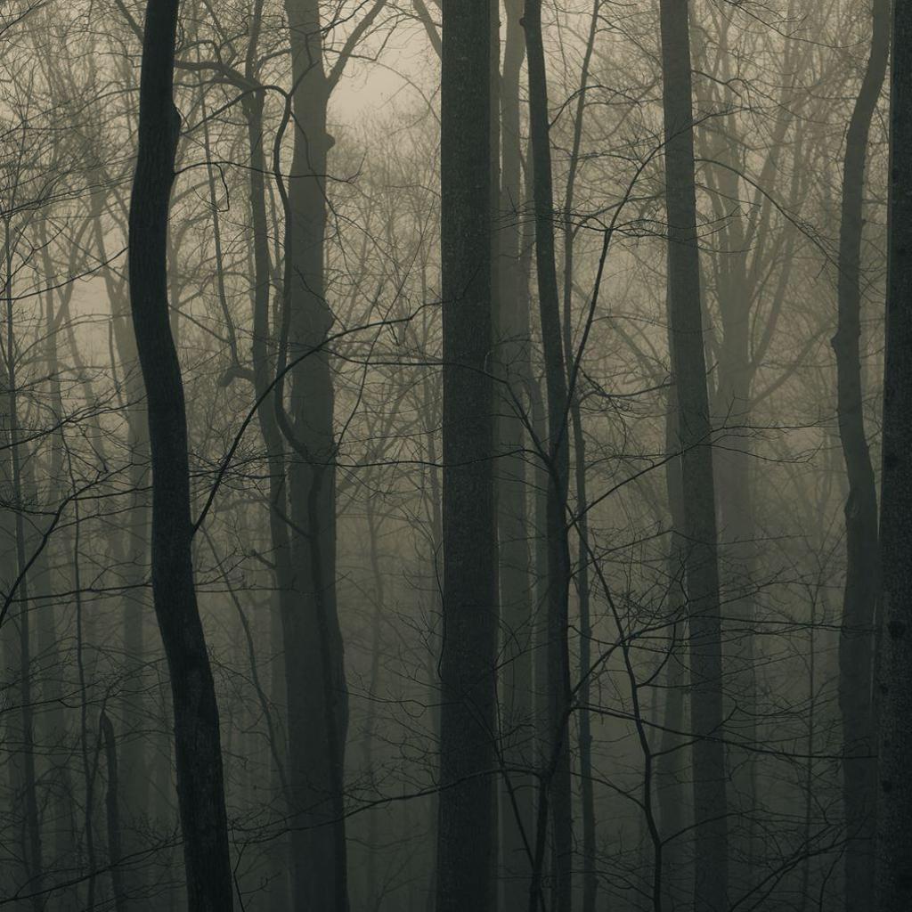 Dense Fog Forest