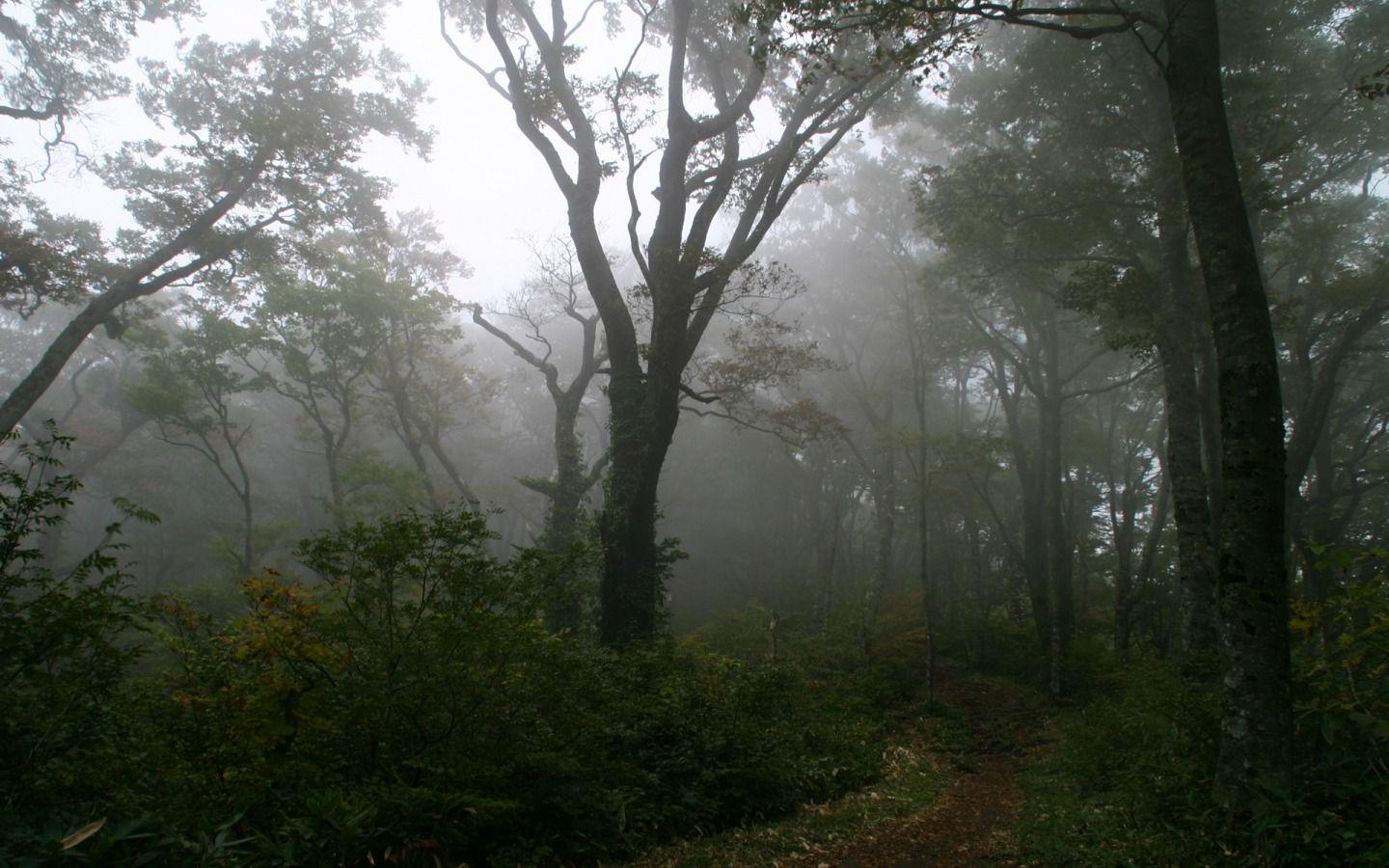 Dense Fog Forest