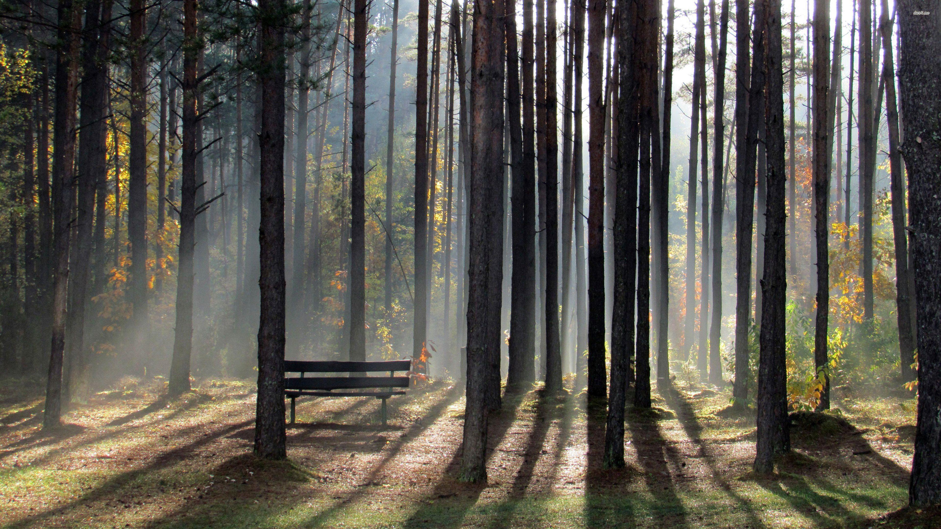 Wooden Bench In Dense Foggy Forest