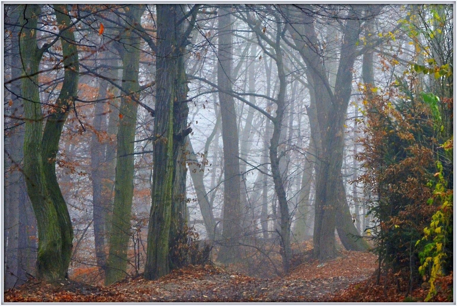 Forest Trees Fog Morning Woods Dense Evergreen Wallpaper Forest