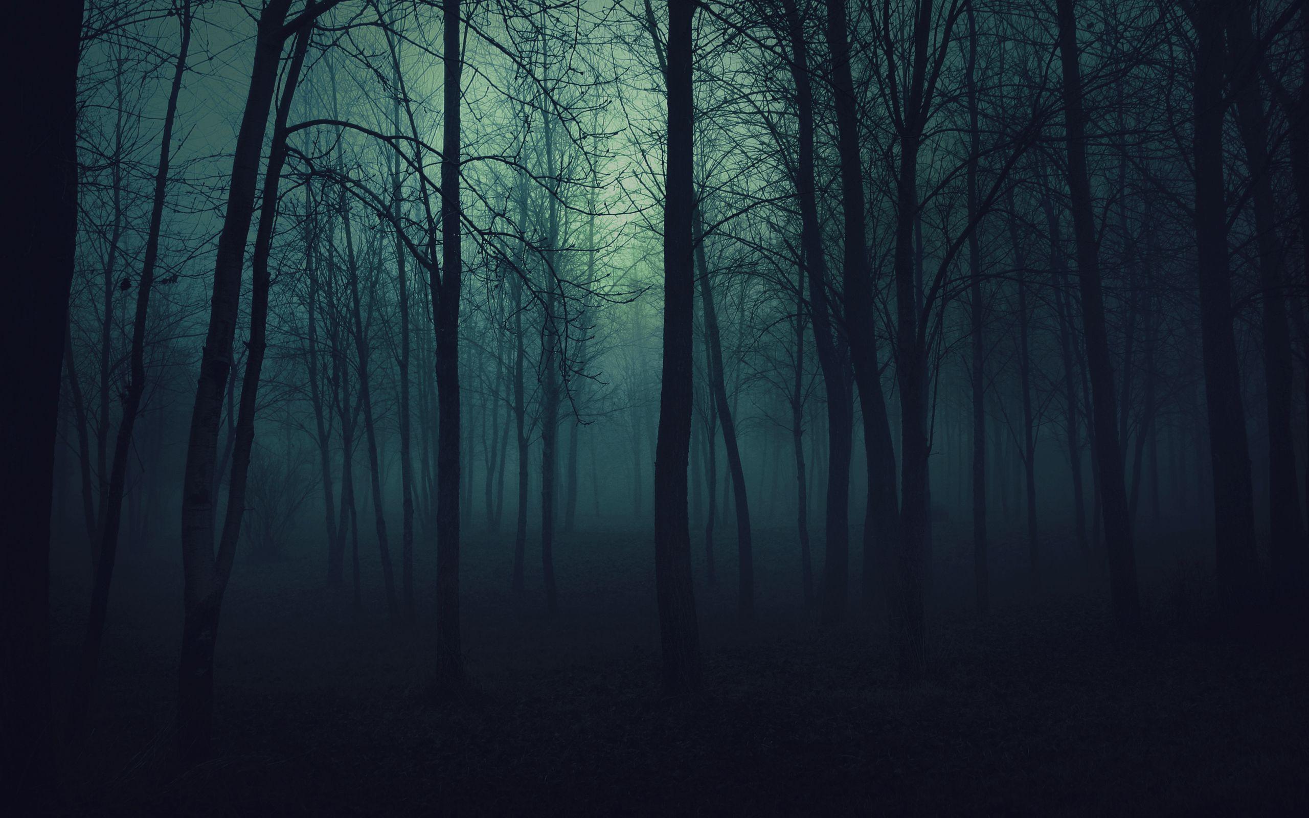 Forest, trees, darkness, fog, nature. Árboles