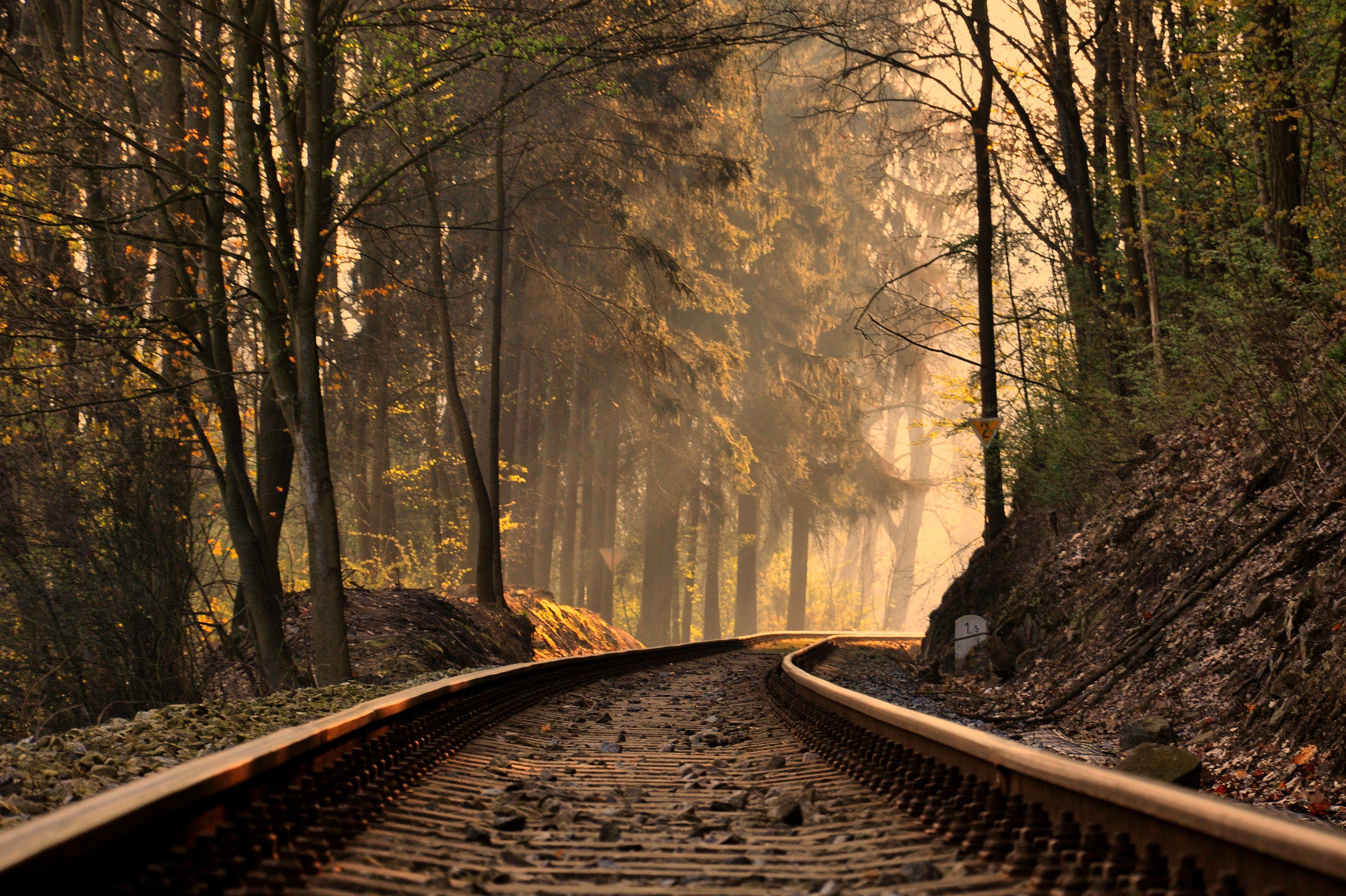 Railroad Forest train tracks trees wallpaperx2398