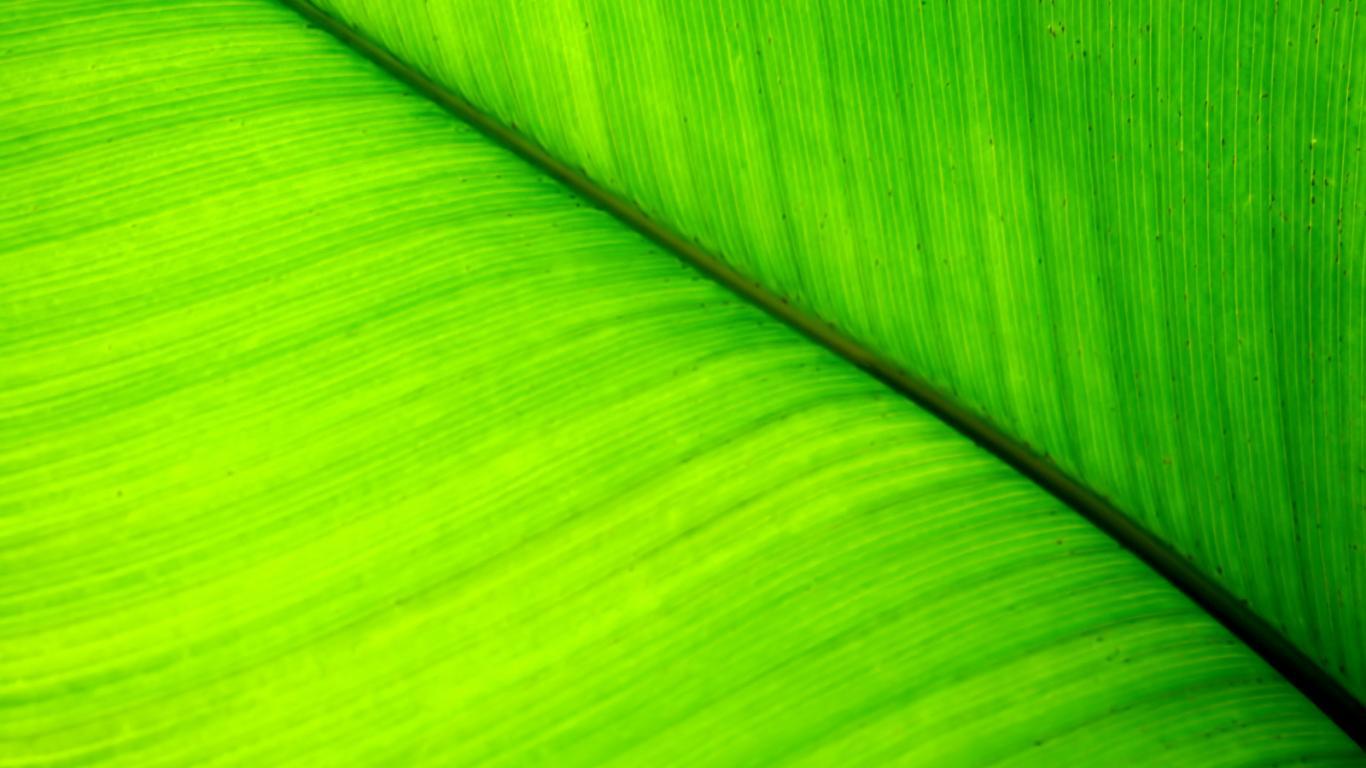 Green Leaf Wallpaper HD