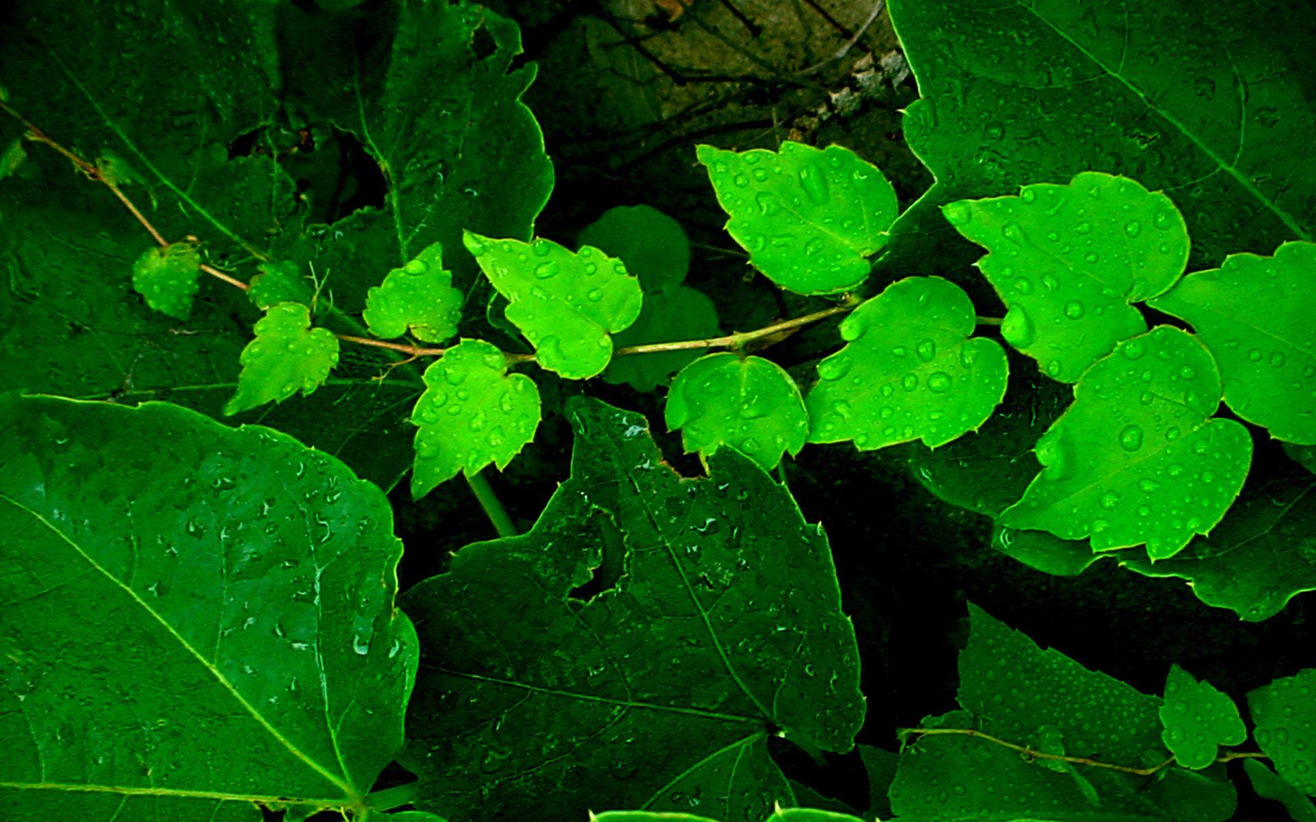 Green Leaves Wallpaper, Green Leaves Image for Desktop