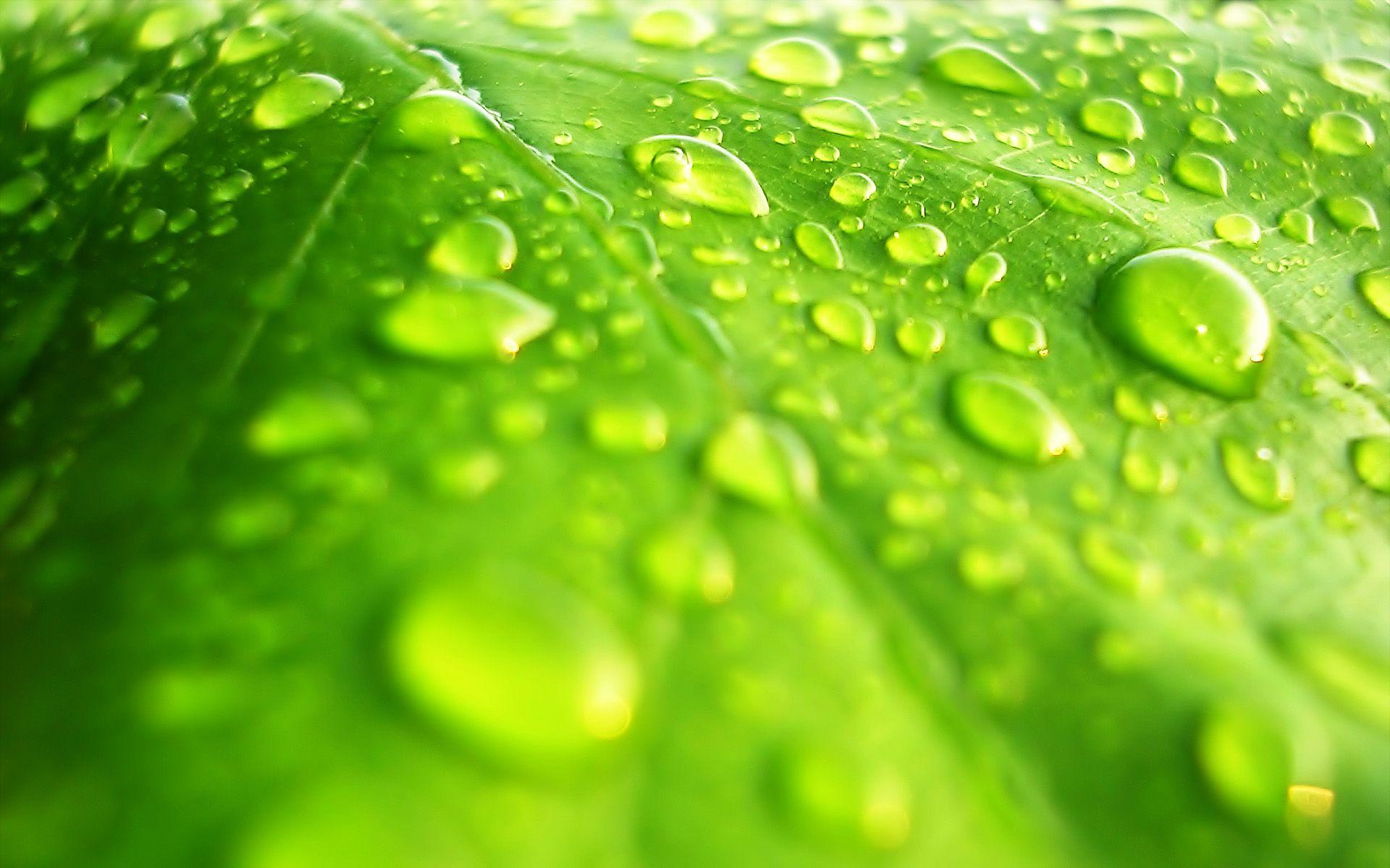 Beautiful Water Drops On The Surface Of Green JPEG Resim
