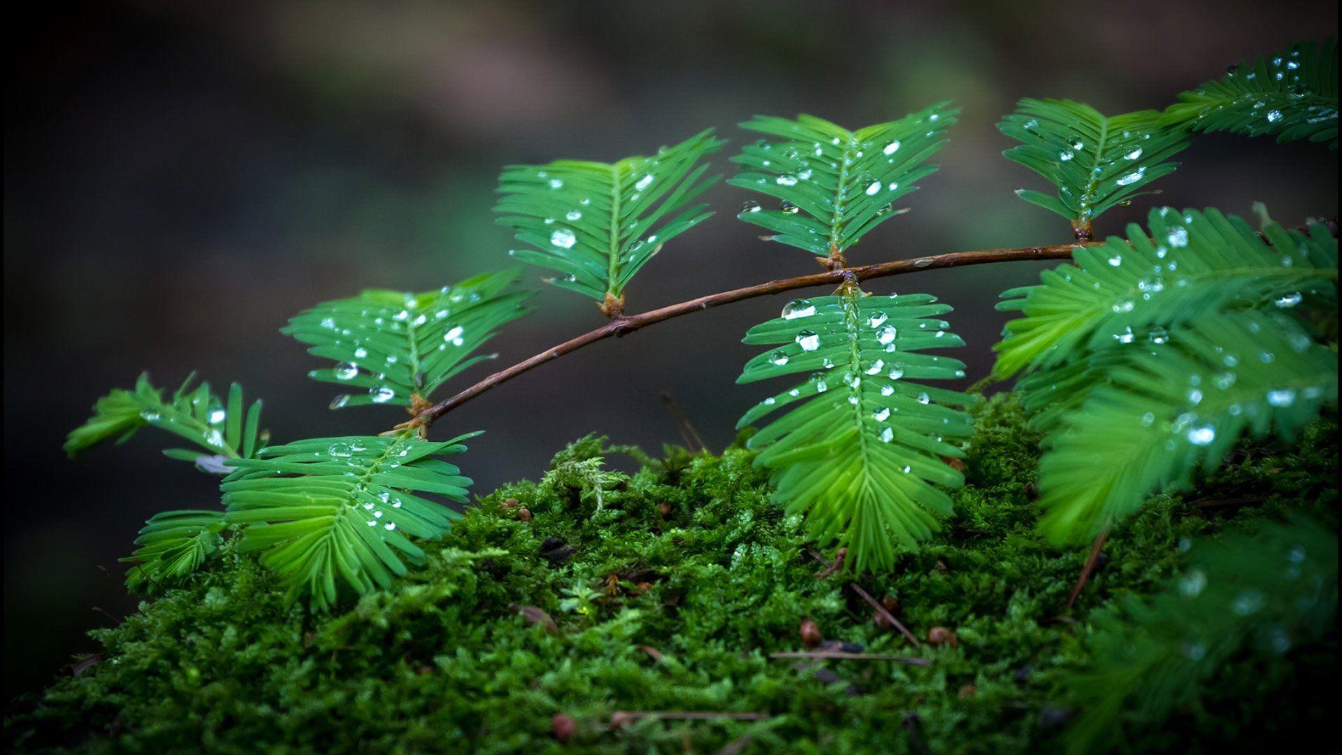 Green leaves water drop. HD wallpaper desktop image full