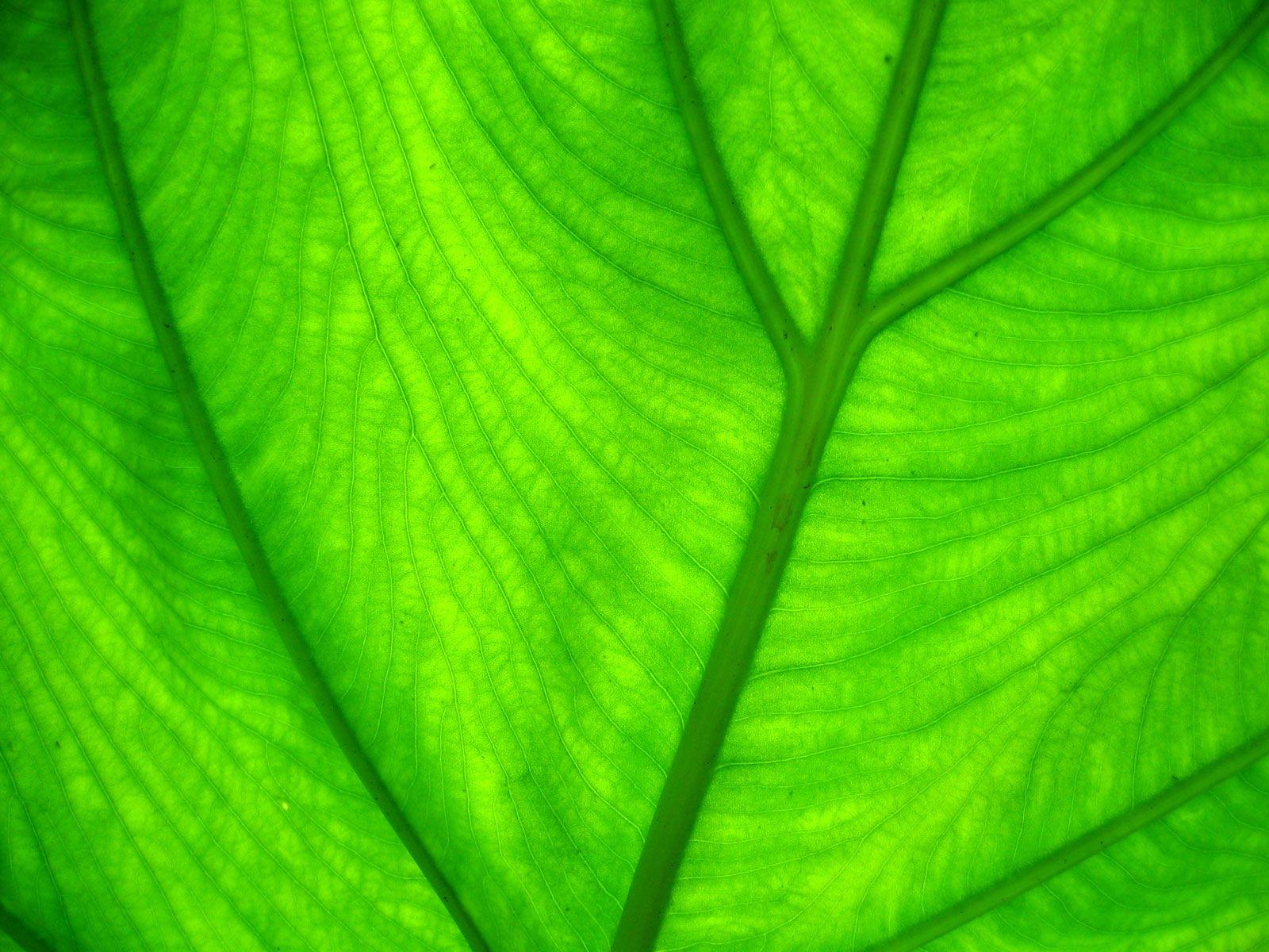 Wallpaper green background through leaf. Color Collection