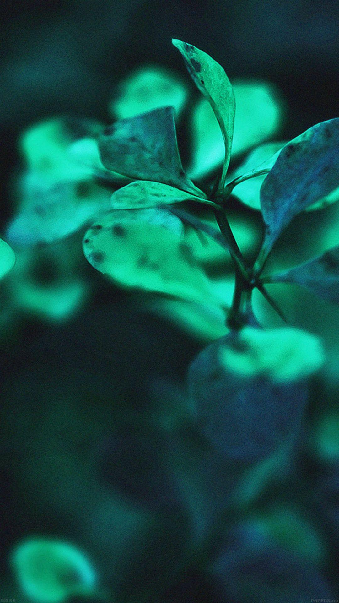 Nature Green Leaf Branch Macro Bokeh #iPhone #plus #wallpaper