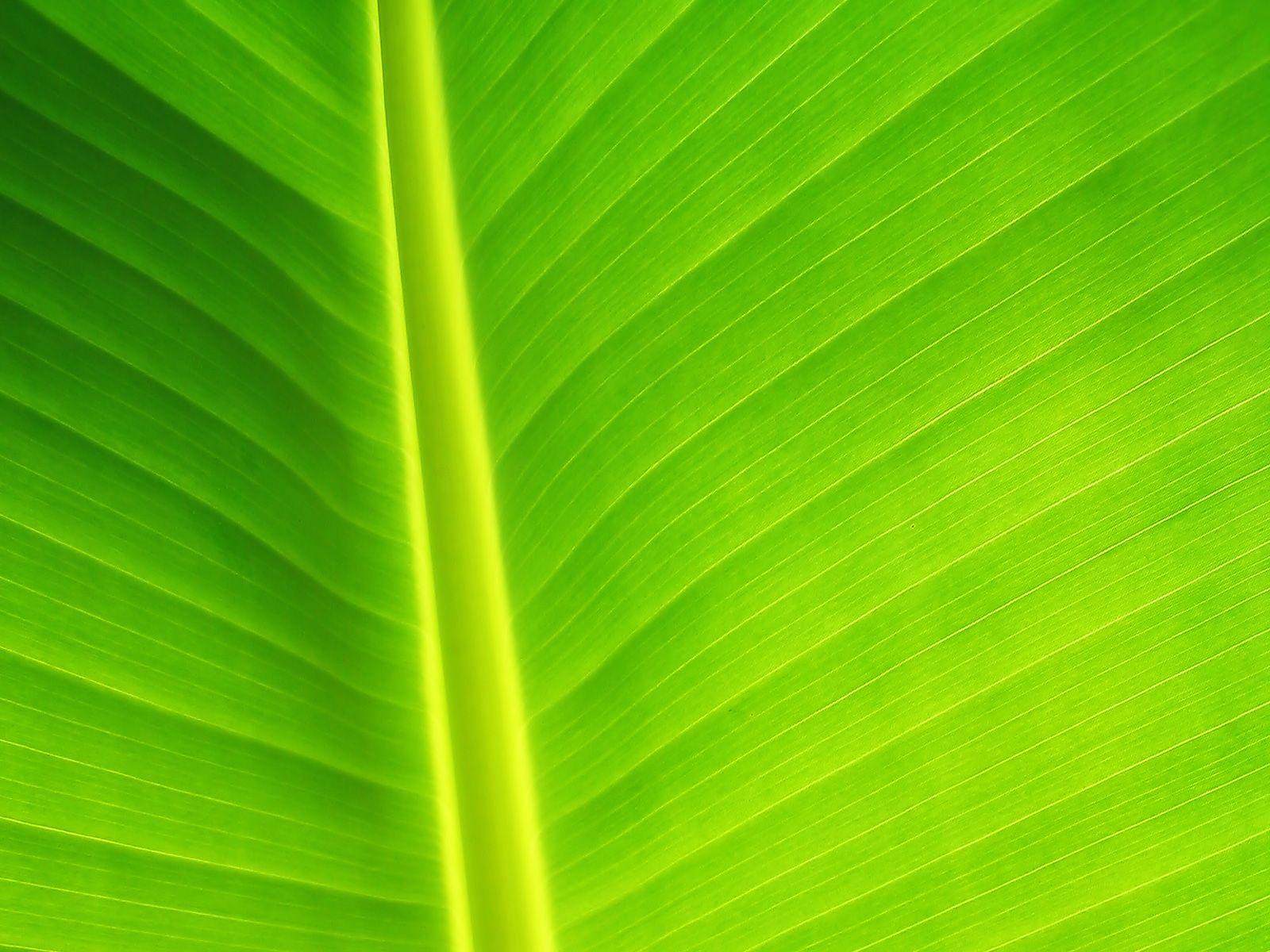 Green leaf wallpaper. Green leaf