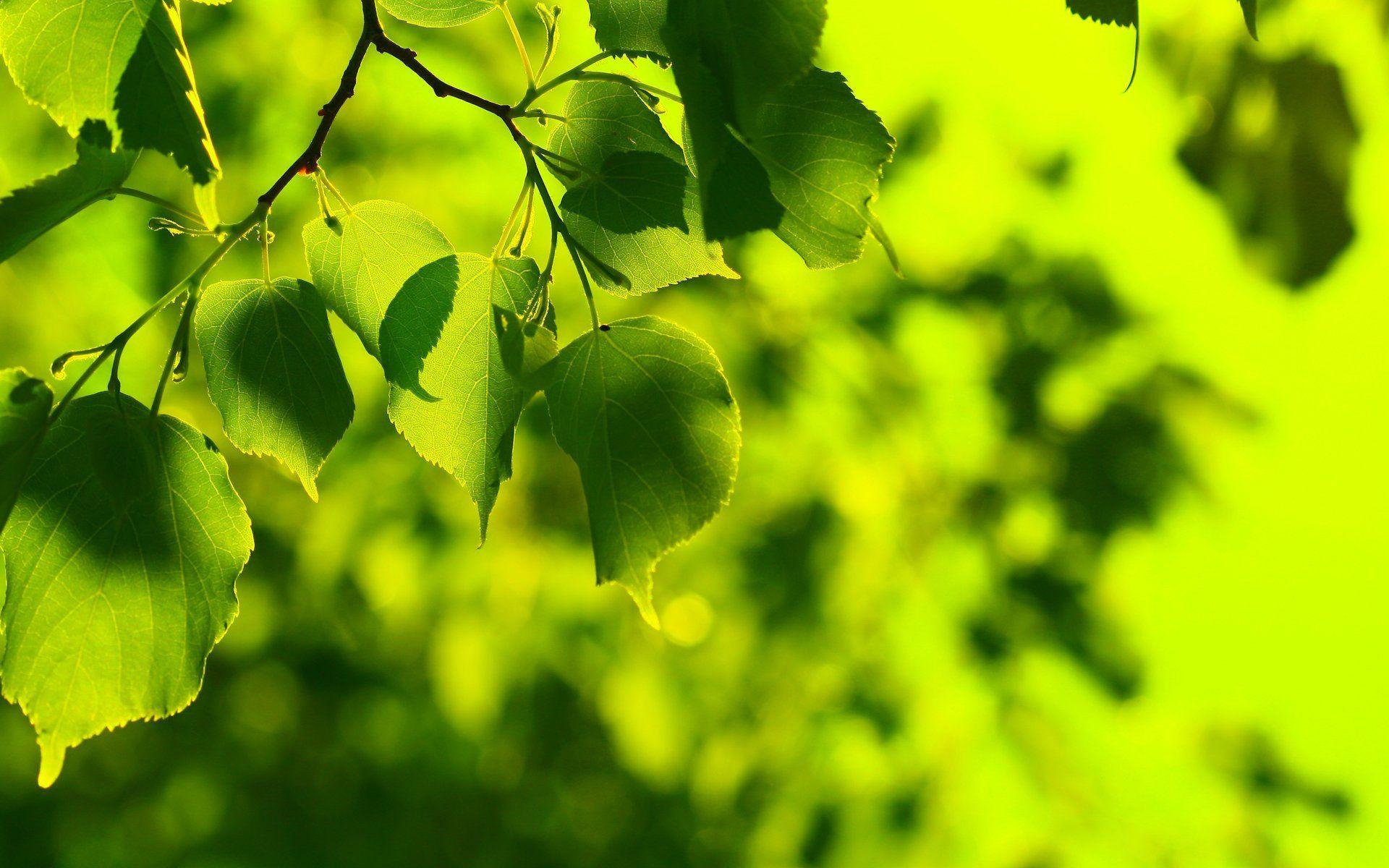 Green Leaf Wallpapers - Wallpaper Cave