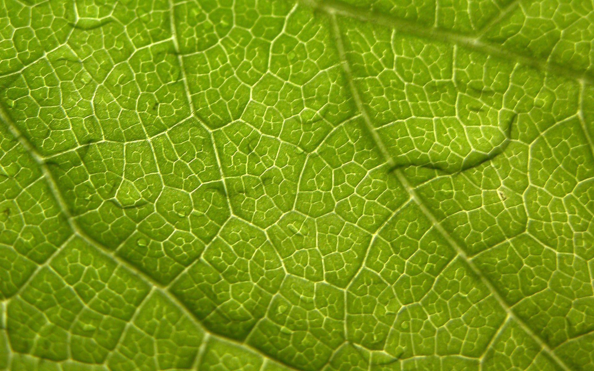 Green leaf wallpaper. Green leaf