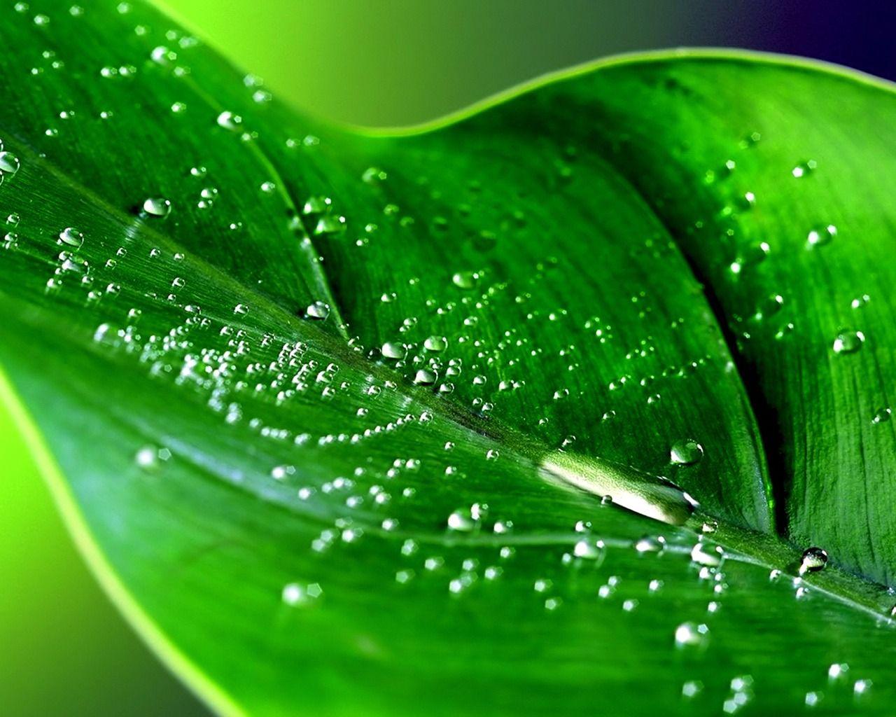Nature Plants Wet Green Leaf Wallpaper