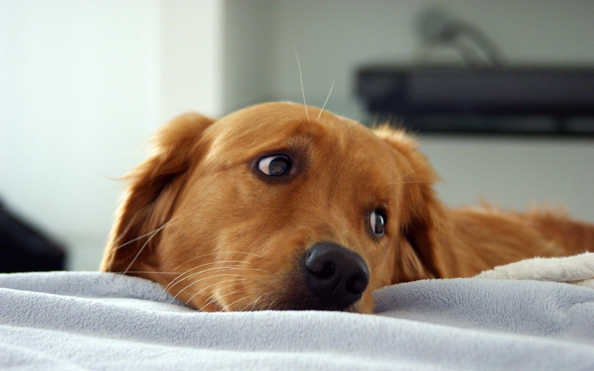 Golden Retrievers Wallpapers Wallpaper Cave