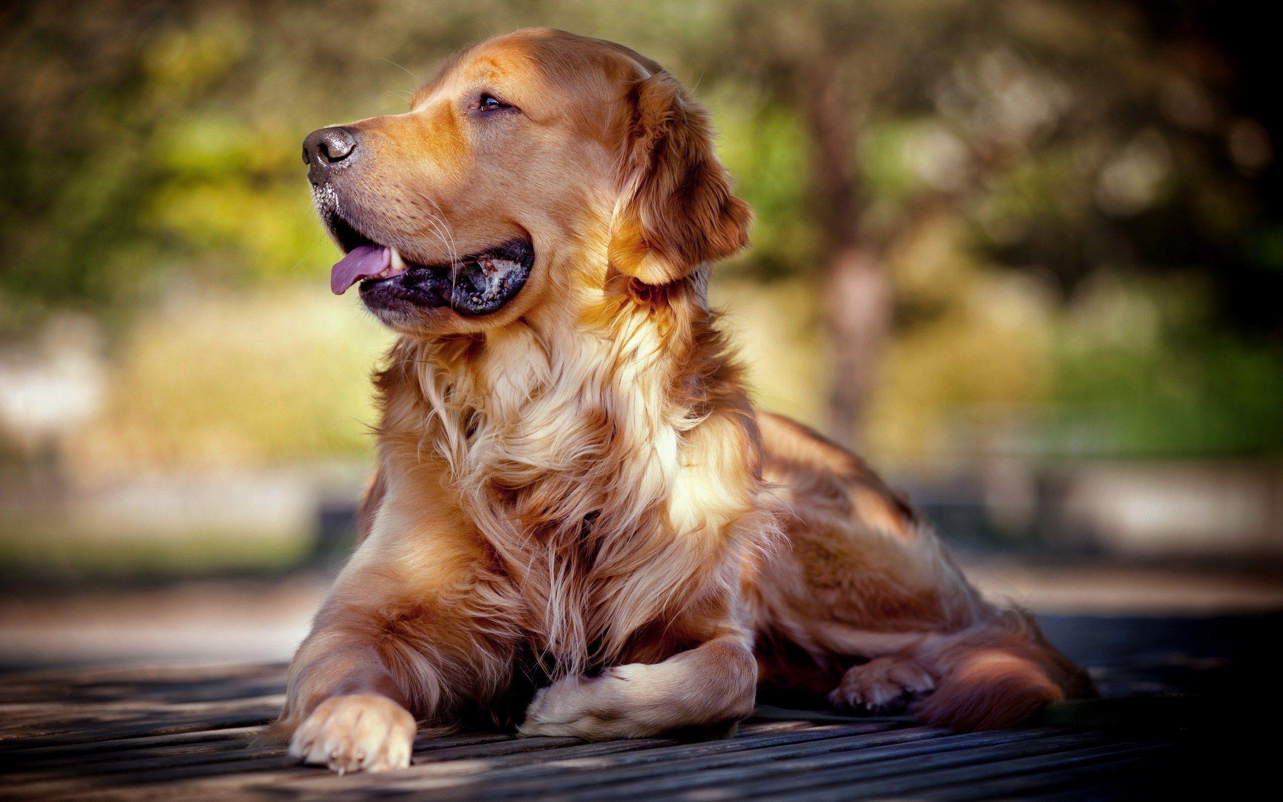 Golden Retriever HD Wallpaper