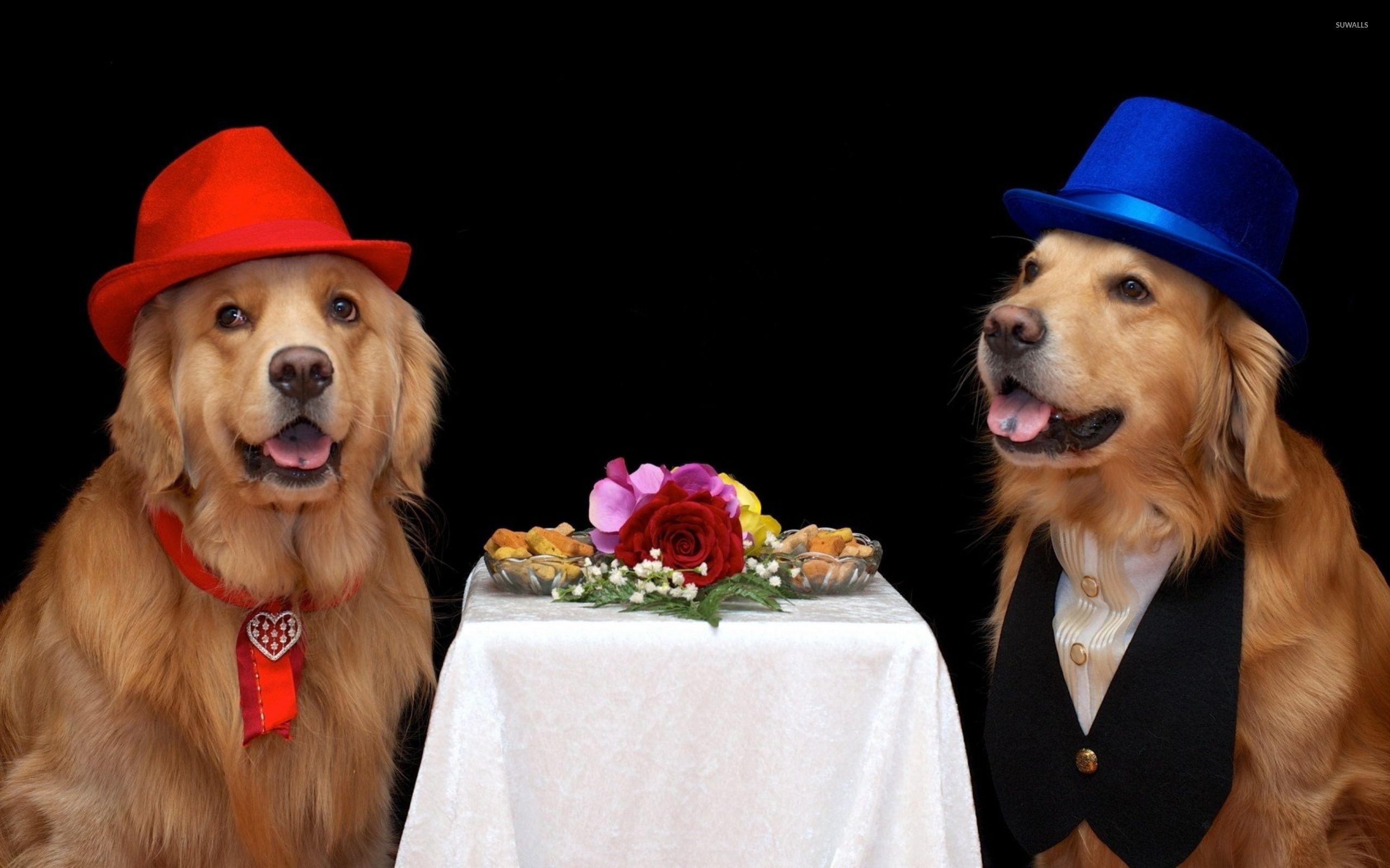 Sailor Golden Retriever wallpaper wallpaper