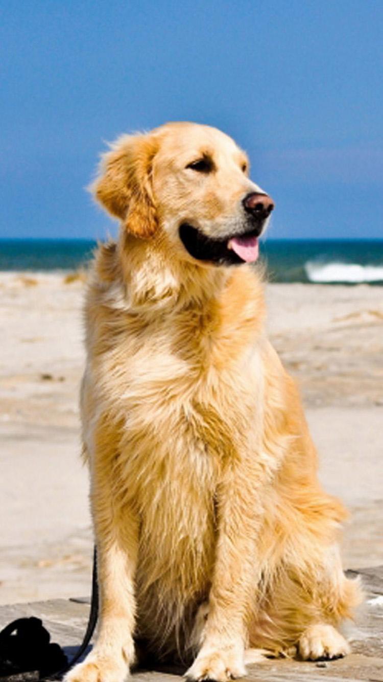 Golden Retriever Dog iPhone 6 Wallpaper 6 Wallpaper