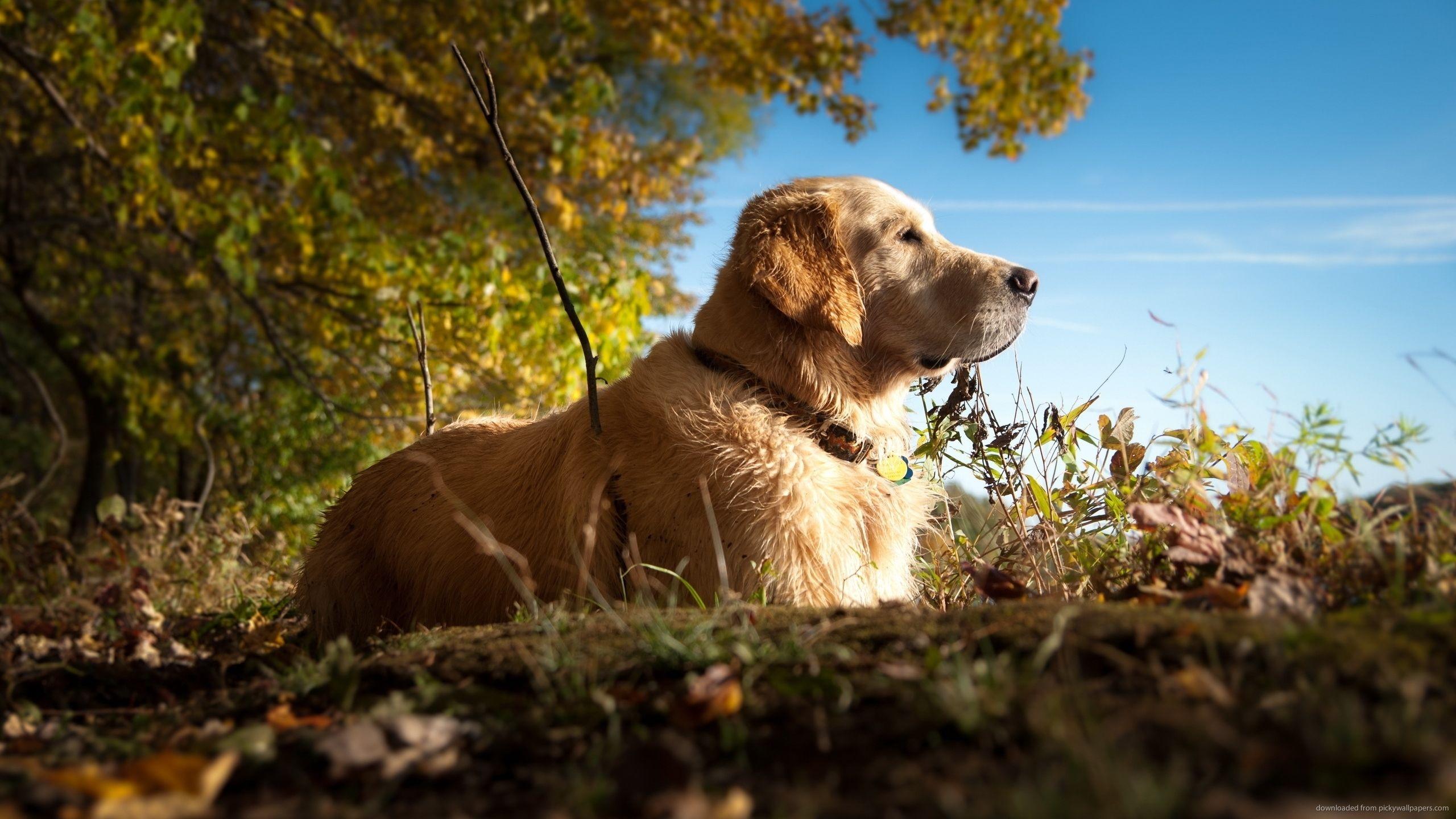 Download 2560x1440 Golden Retriever In A Forest Wallpaper