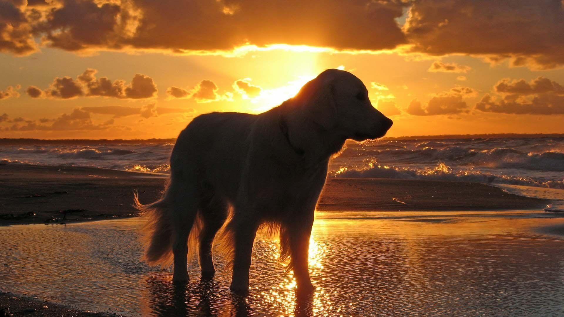 Golden Retriever 787268