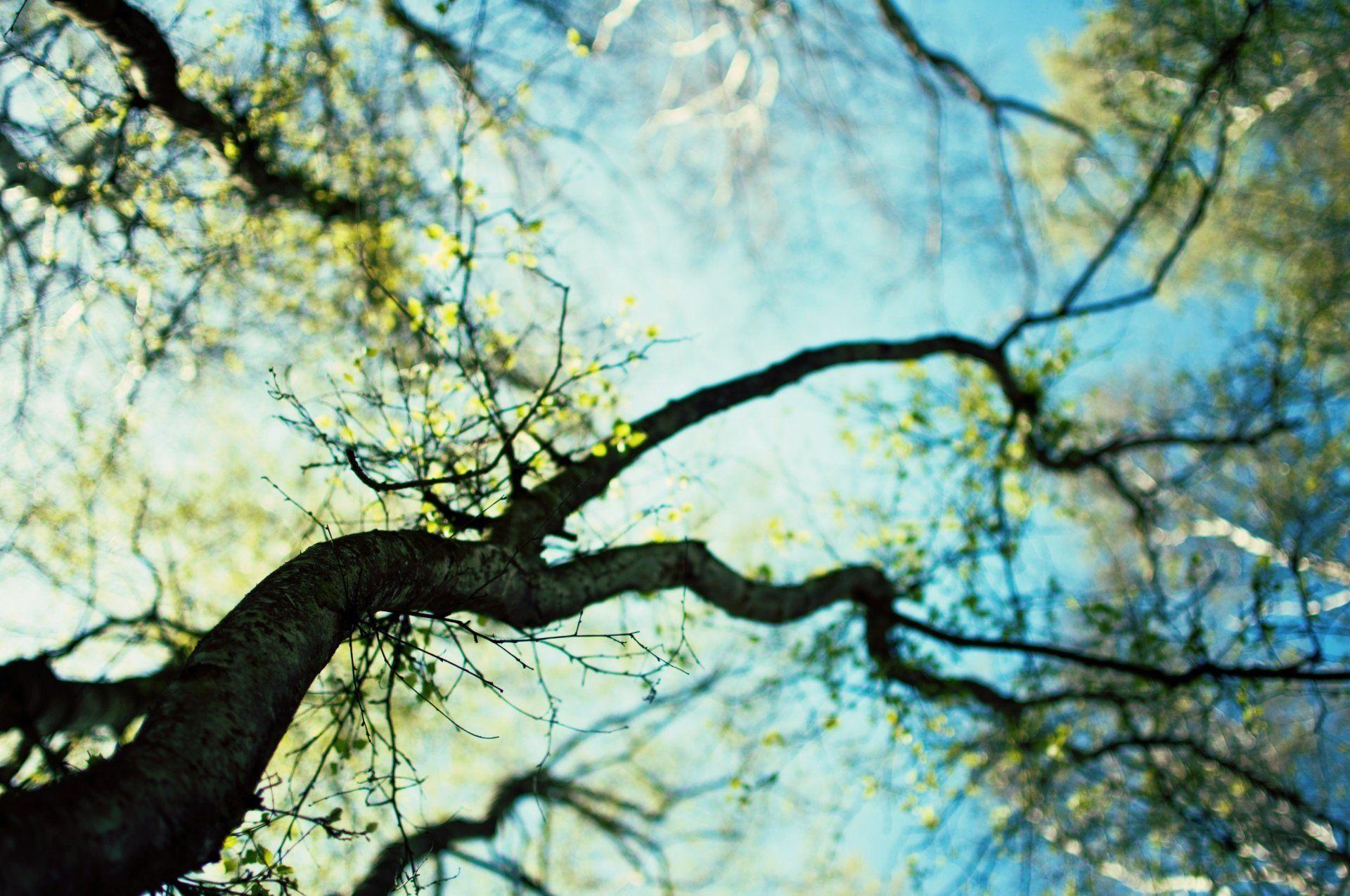 Tree Branches Wallpapers - Wallpaper Cave