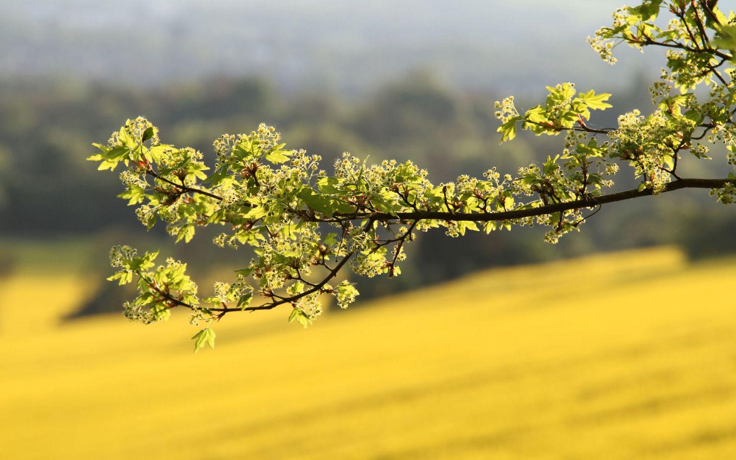 Tree Branches Wallpapers - Wallpaper Cave