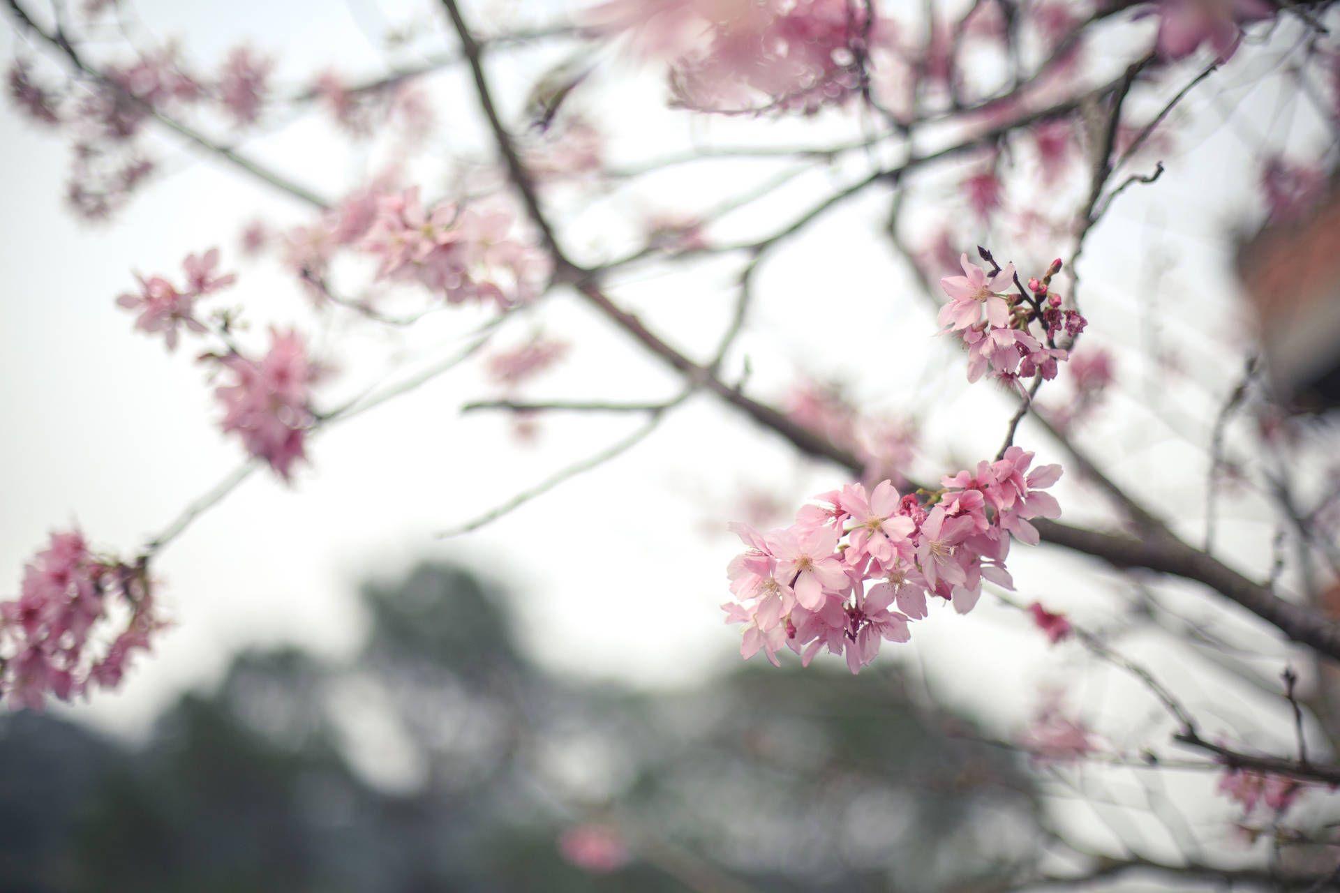 Cherry Blossom Tree Branch