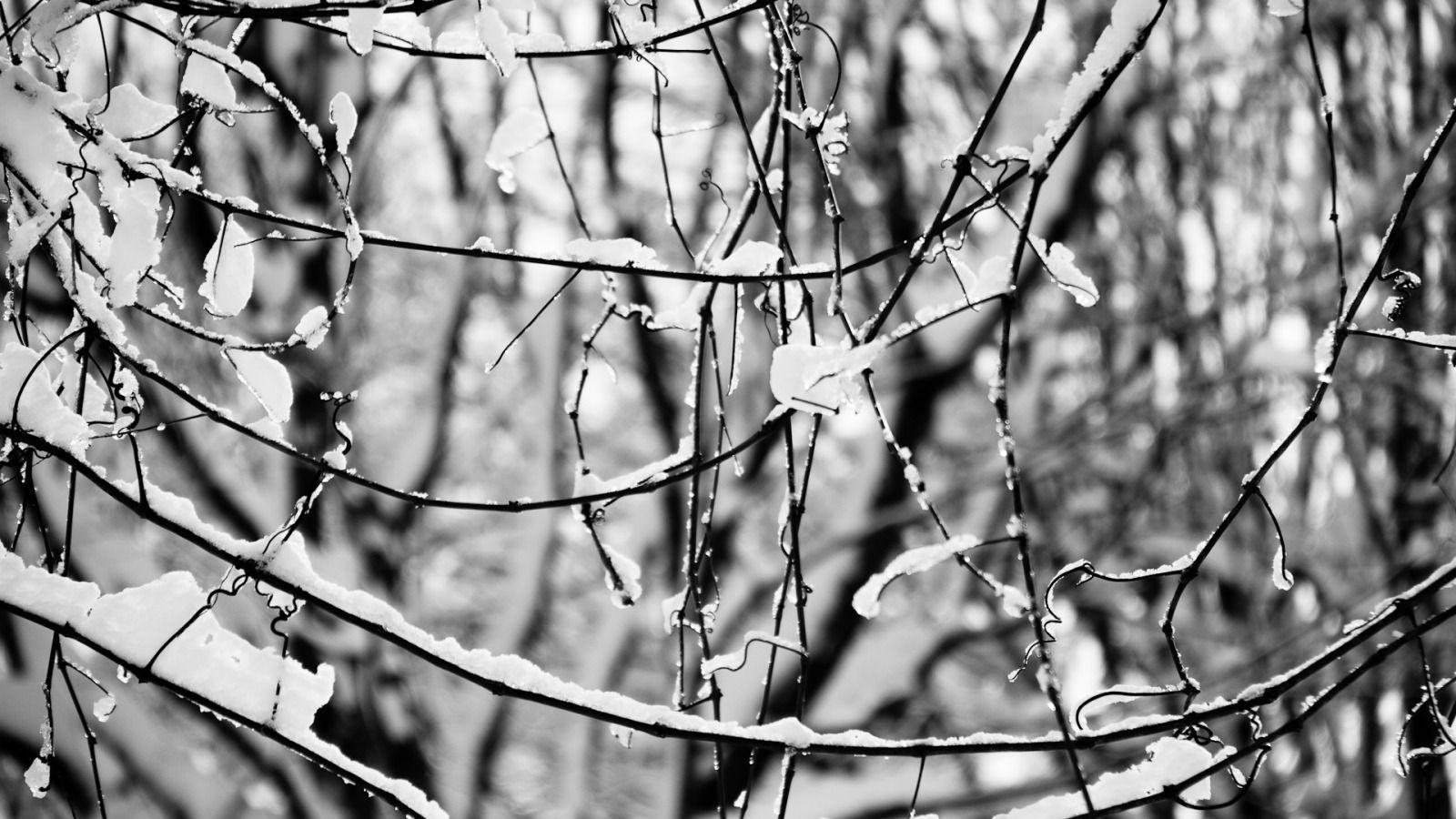 Frozen Tree Branches Widescreen Wallpaper. Wide Wallpaper.NET