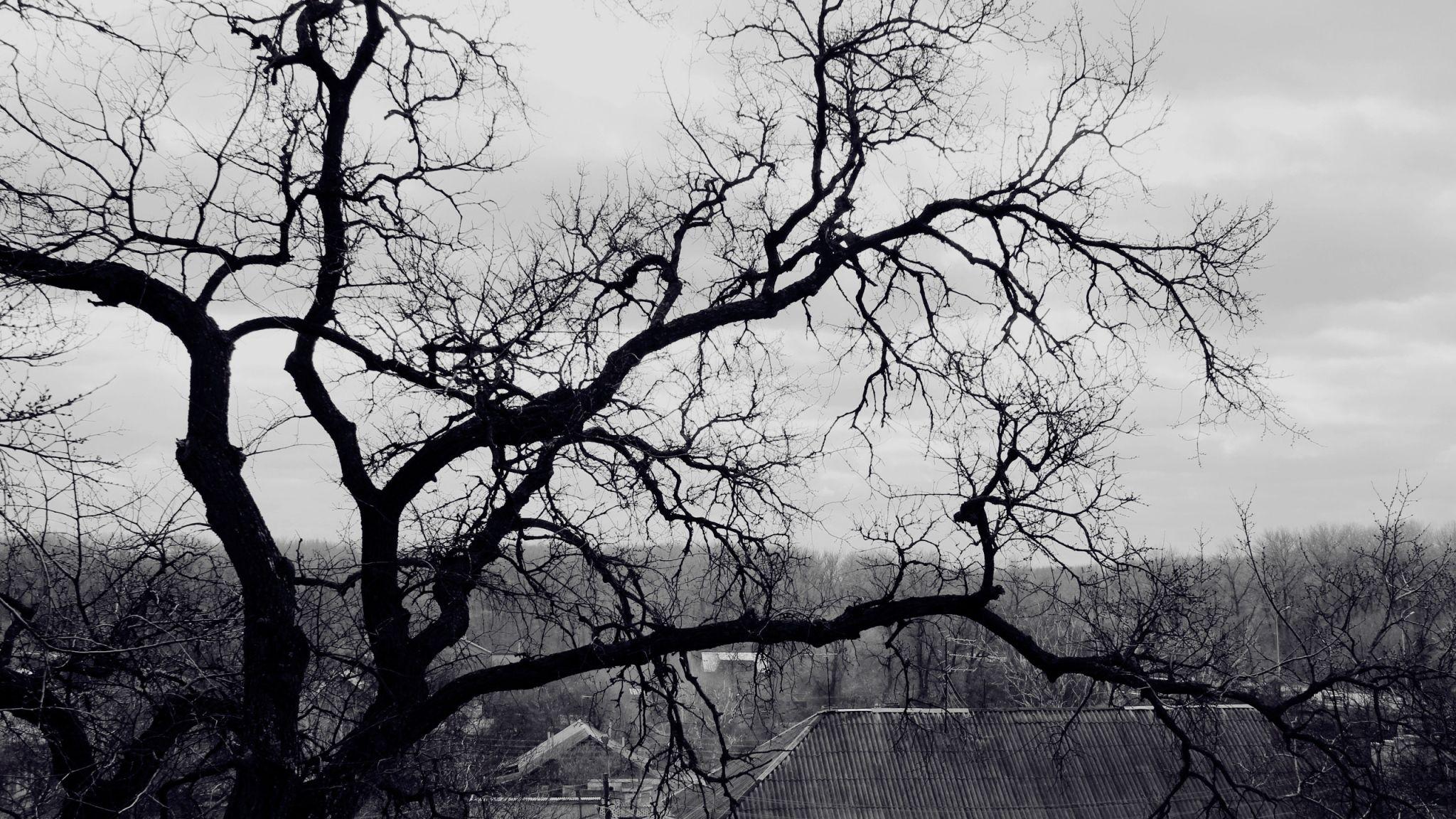 Download Wallpaper 2048x1152 Tree, Branches, Black And White, Roof