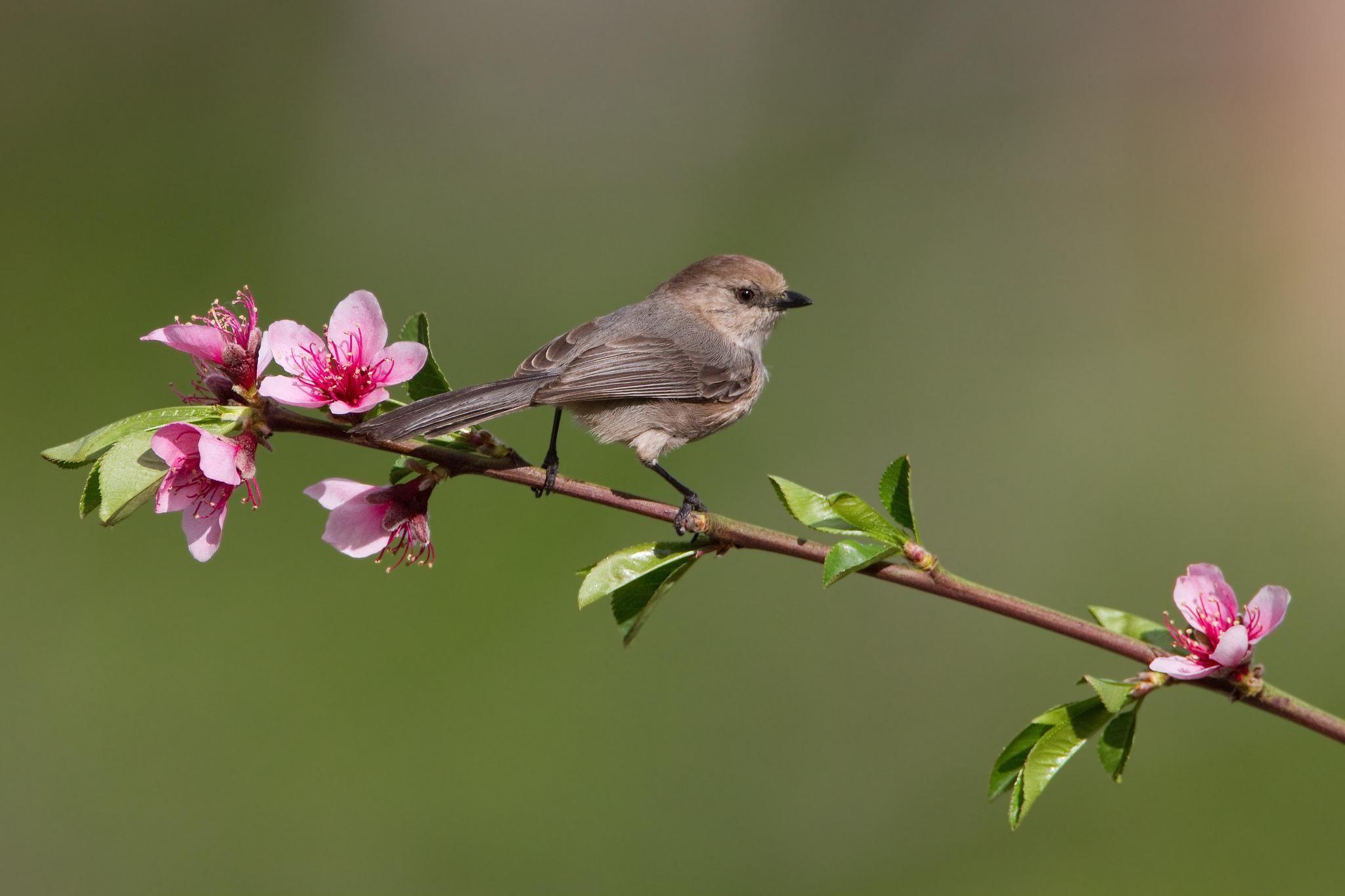 birds on flower branches. HD *** Bird on a flowering tree branch