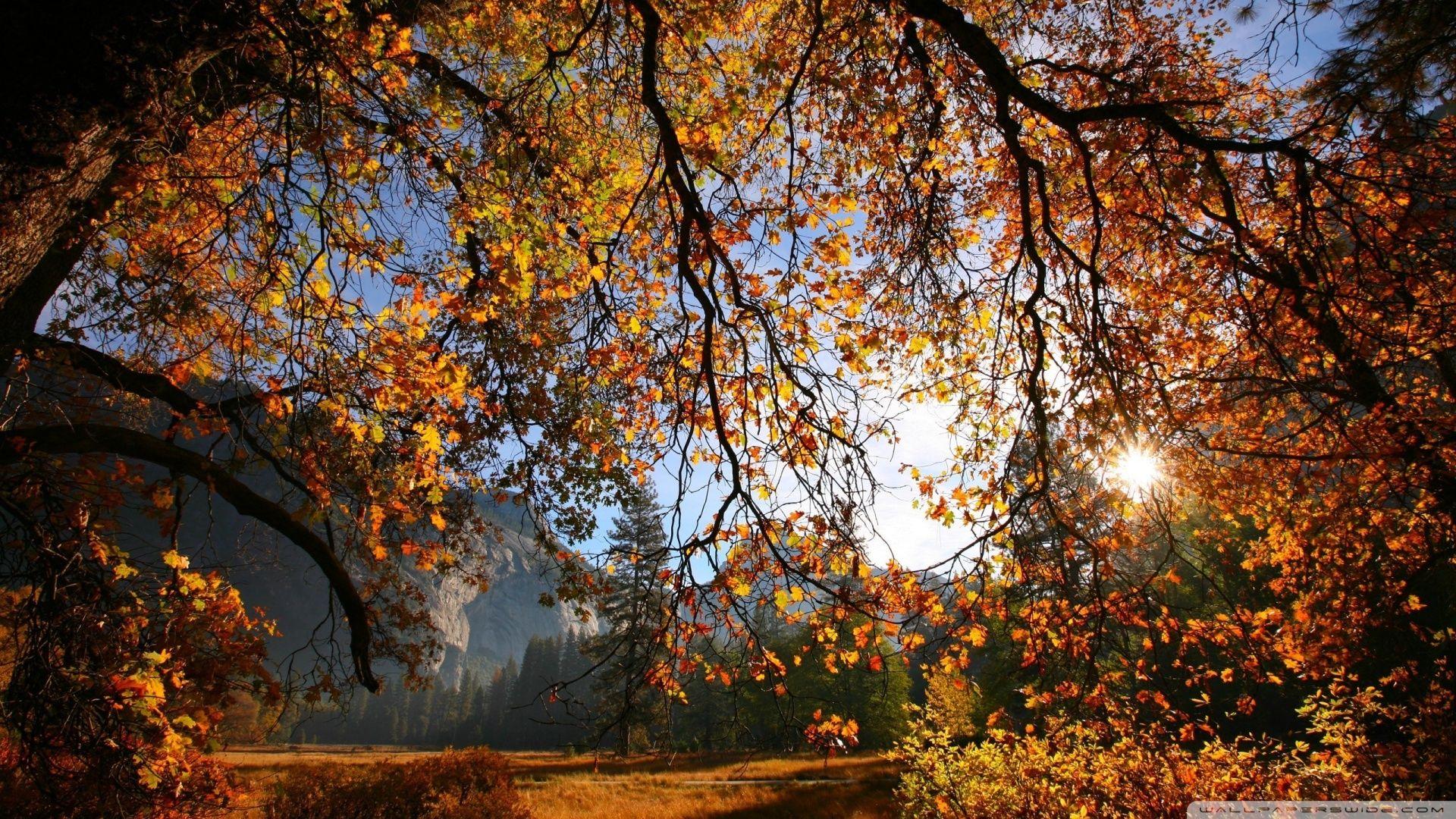 Sun Shining Through Tree Branches HD desktop wallpaper, High