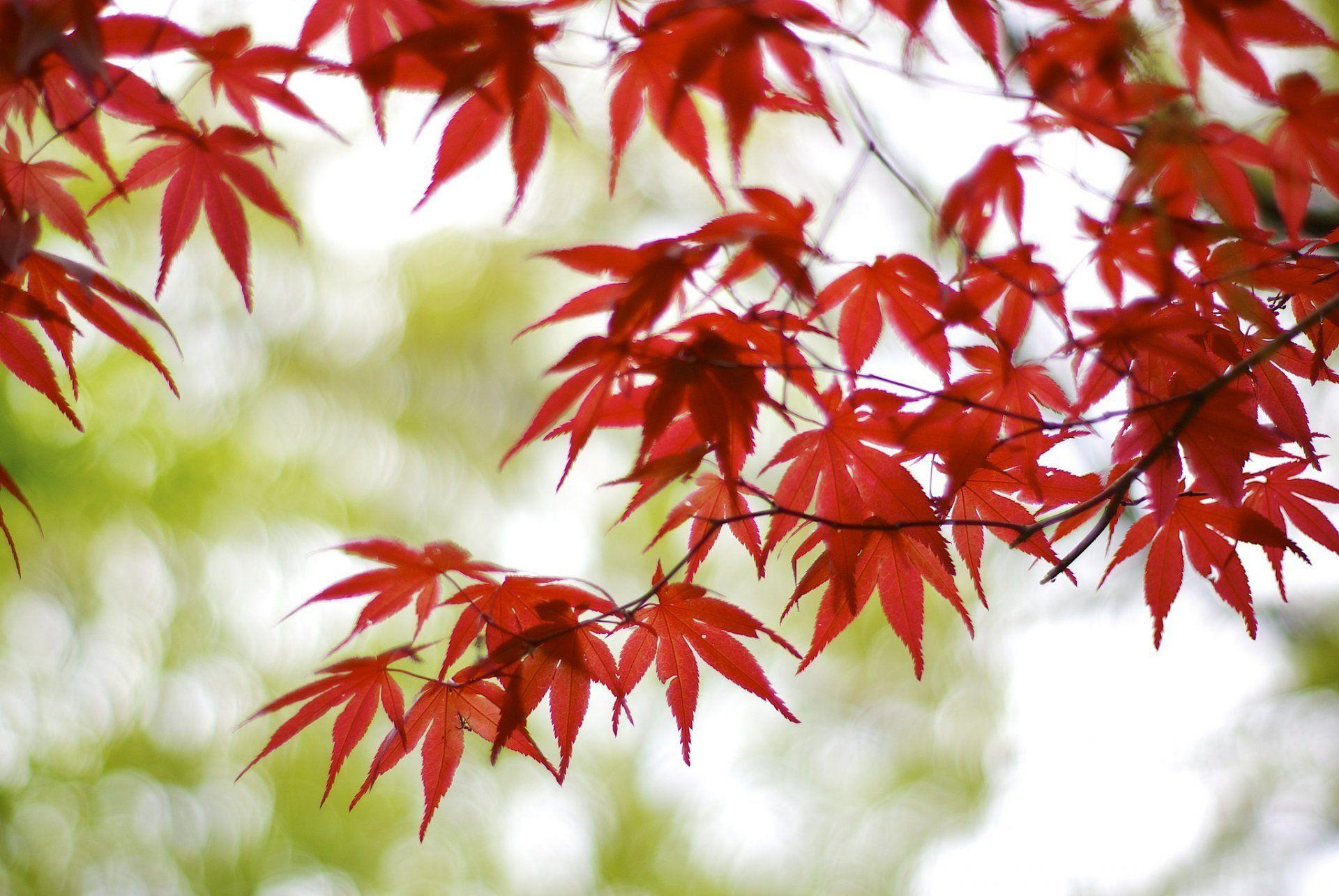 japan osaka tree branches maple red leaves blur bokeh reflections
