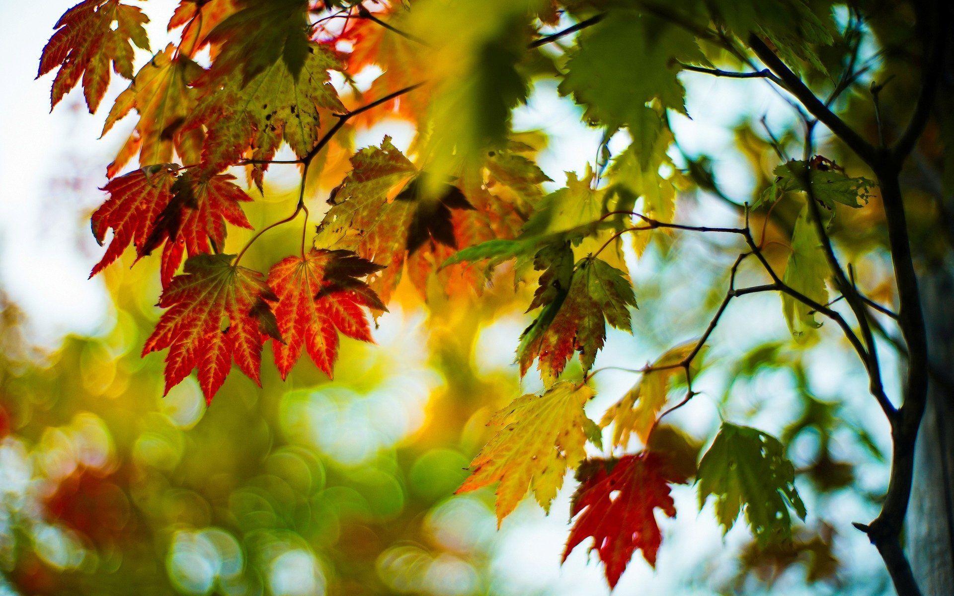 close up leaves leaves autumn red green tree tree branches blur