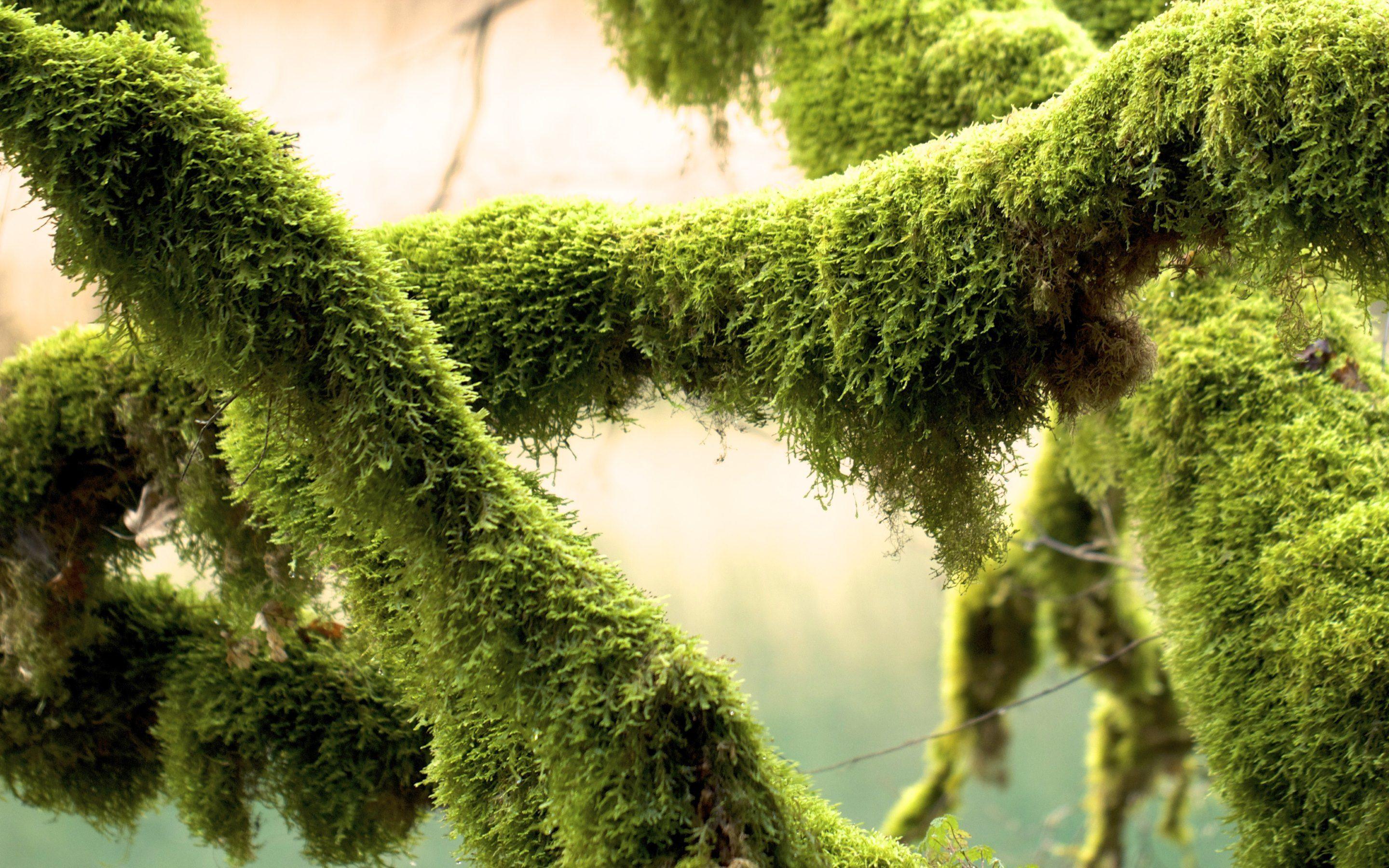 Green Mosses on Tree Branches. HD Wallpaper · 4K