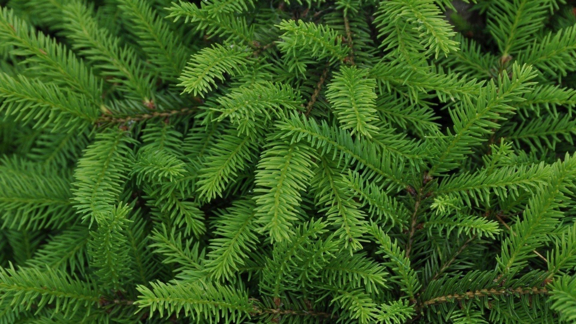 Christmas, Xmas, Christmas Tree, Christmas Tree Leaves