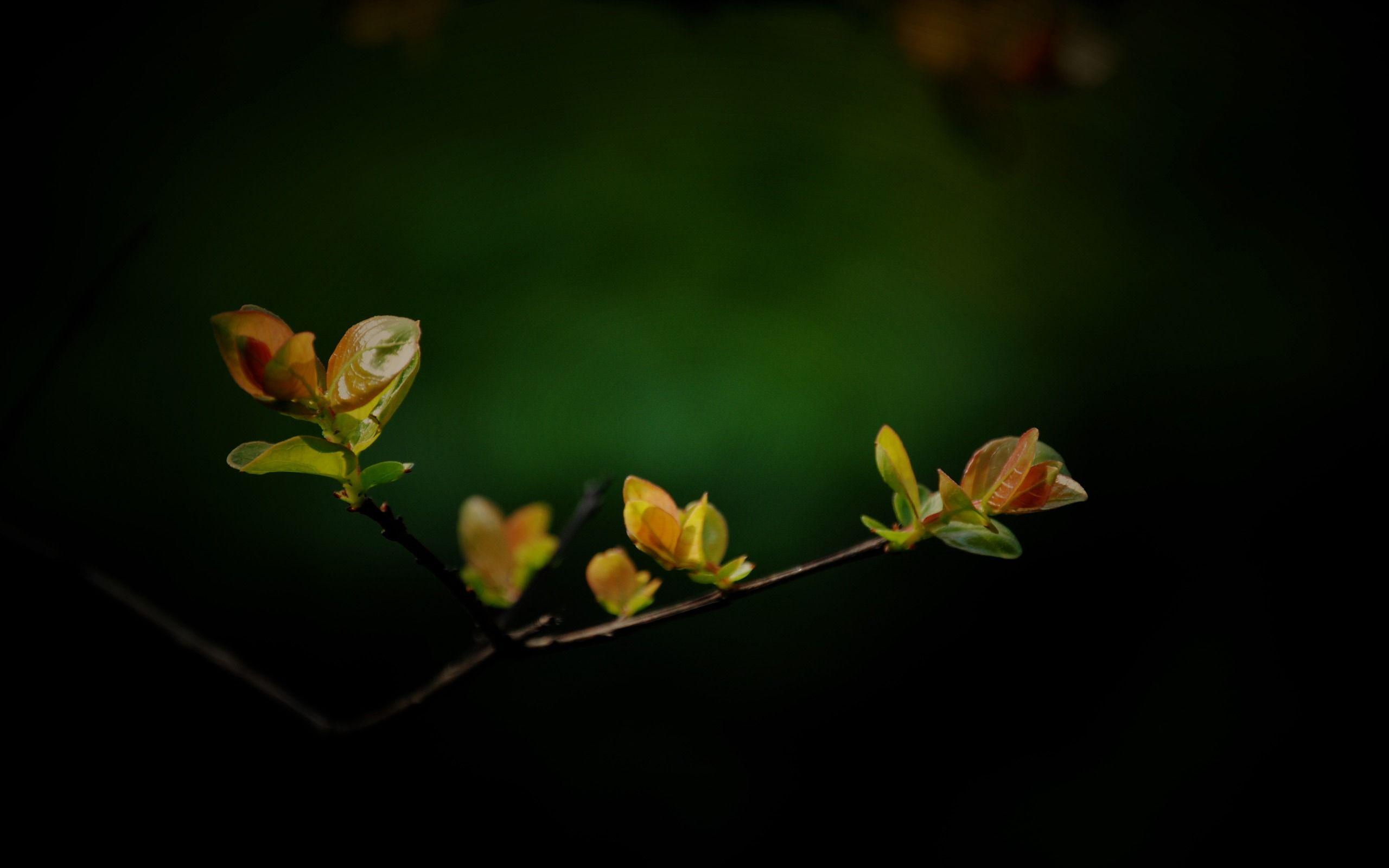 Macro Tree Branch Widescreen Wallpaper. Wide Wallpaper.NET